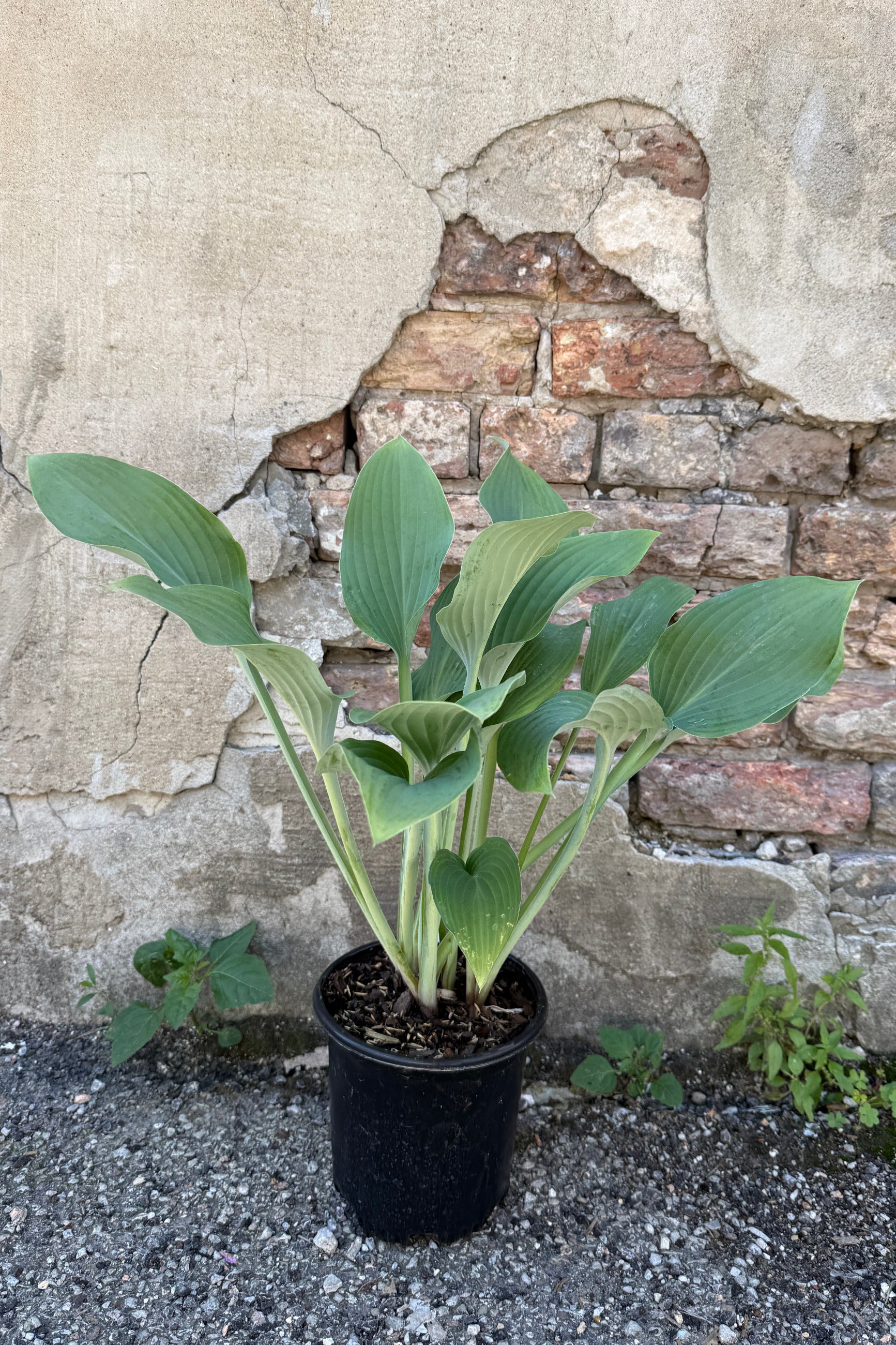 Hosta 'Krossa Regal' in a 1 growers pot mid June against a brick wall ©Sprout Home