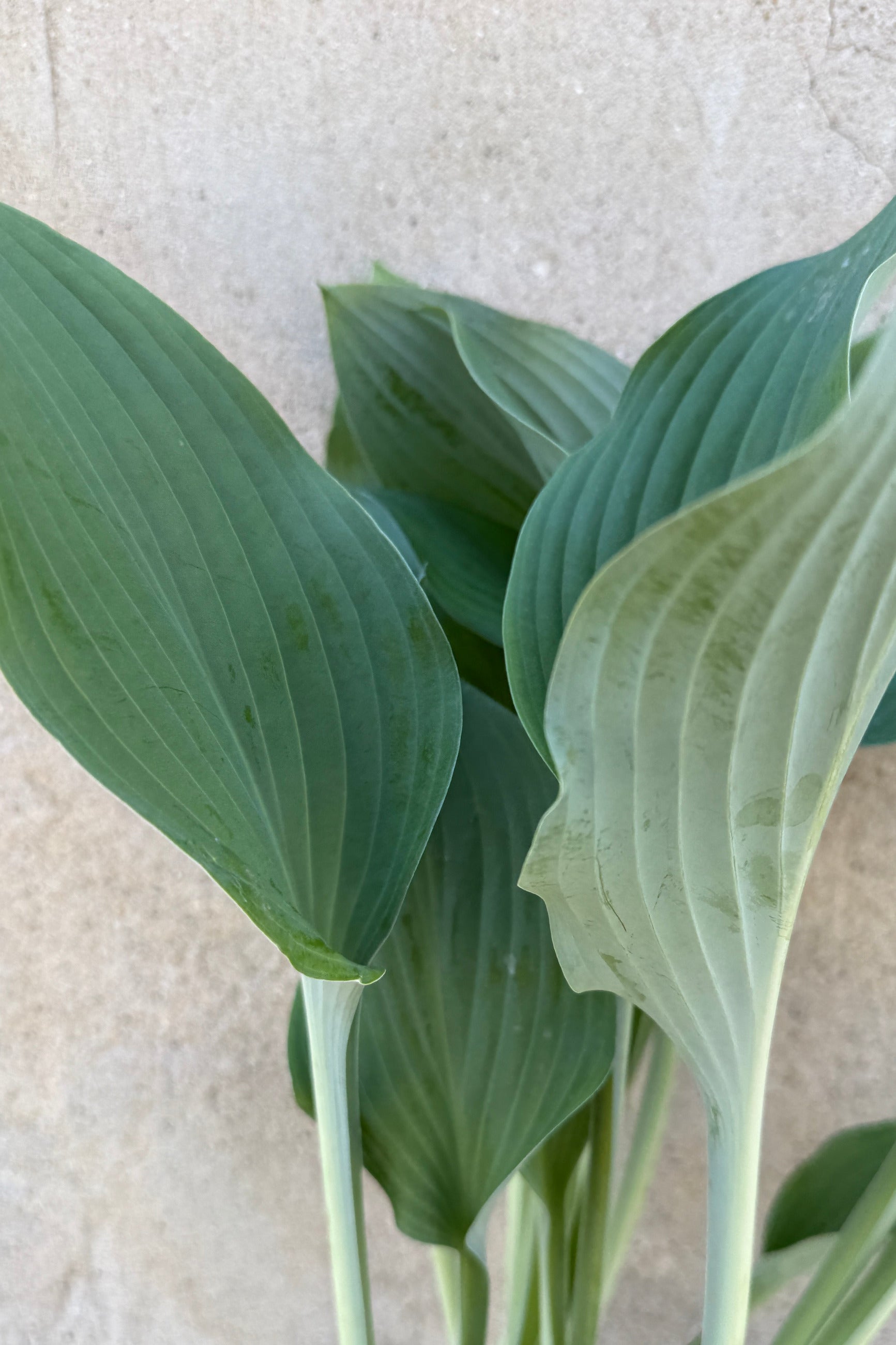 Close up of the large blue green leaves of Hosta Krossa Regal in June ©Sprout Home