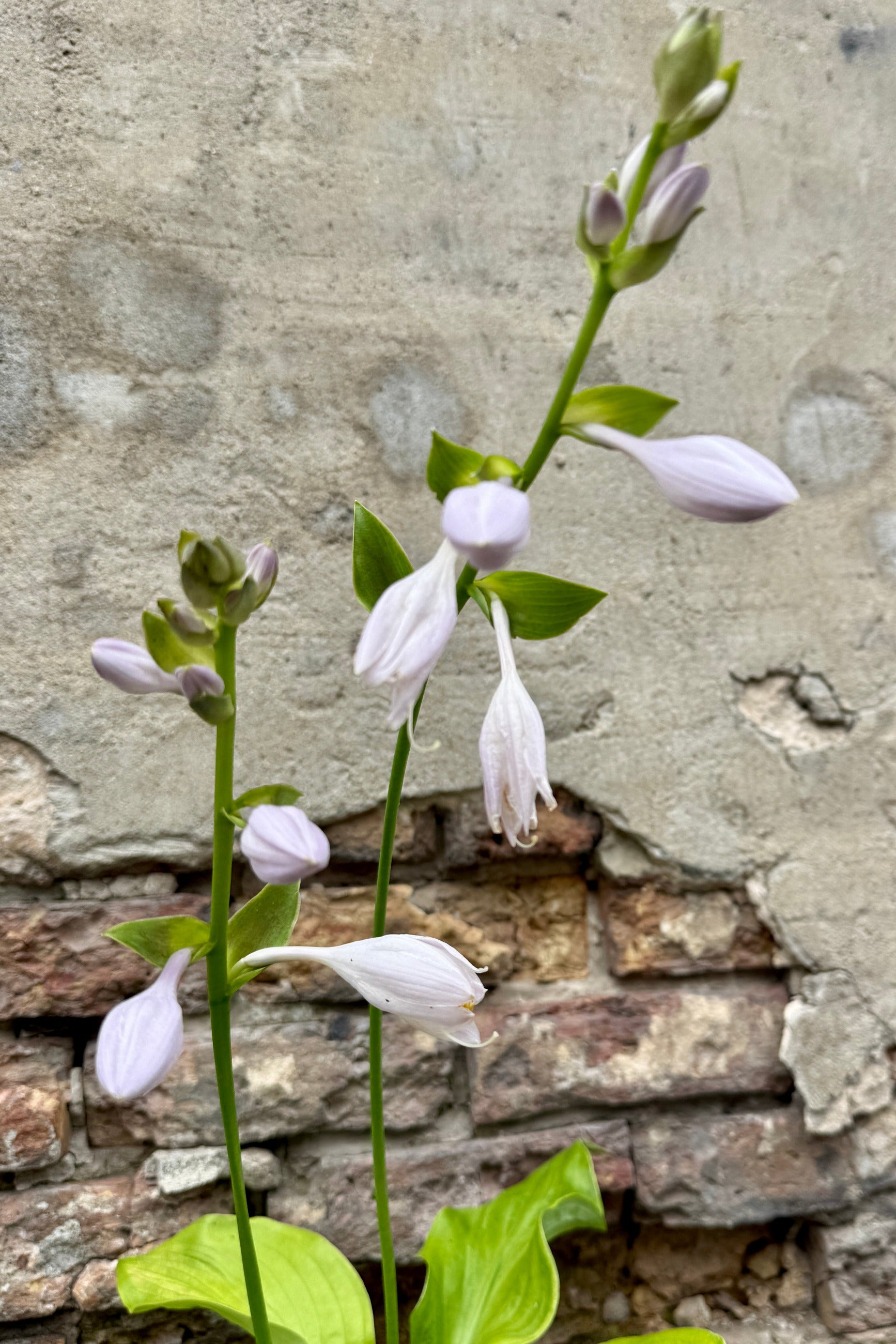 Hosta 'Sum and Substance' flowers the beginning of July against a concrete wall ©Sprout Home