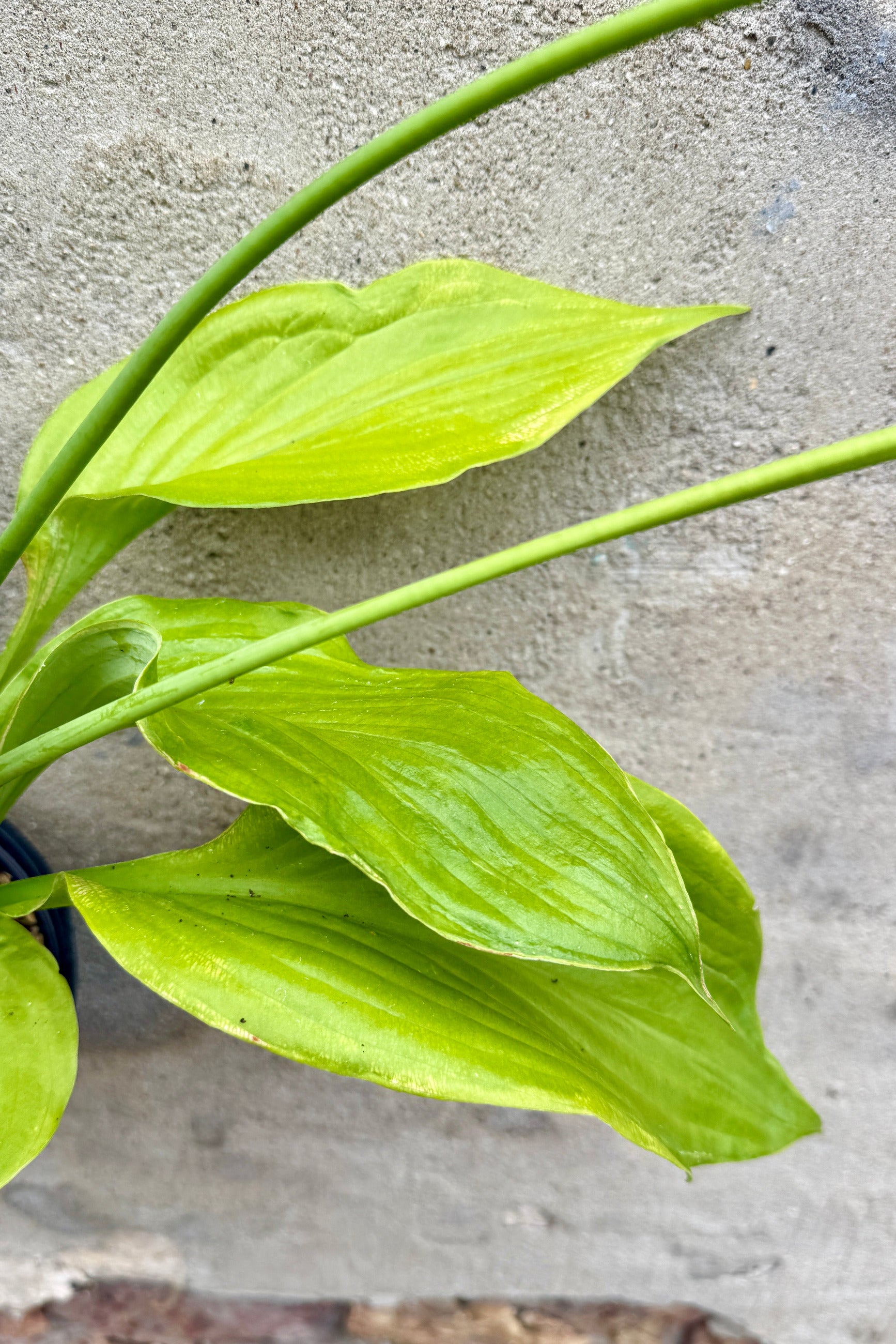 Hosta 'Sum and Substance' bright green leaves the beginning of July against a concrete wall ©Sprout Home