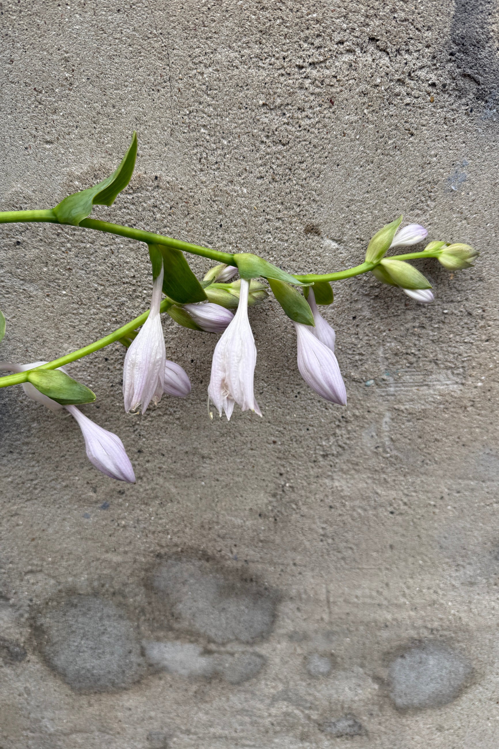 Hosta 'Sum and Substance' flowers the beginning of July against a concrete wall ©Sprout Home