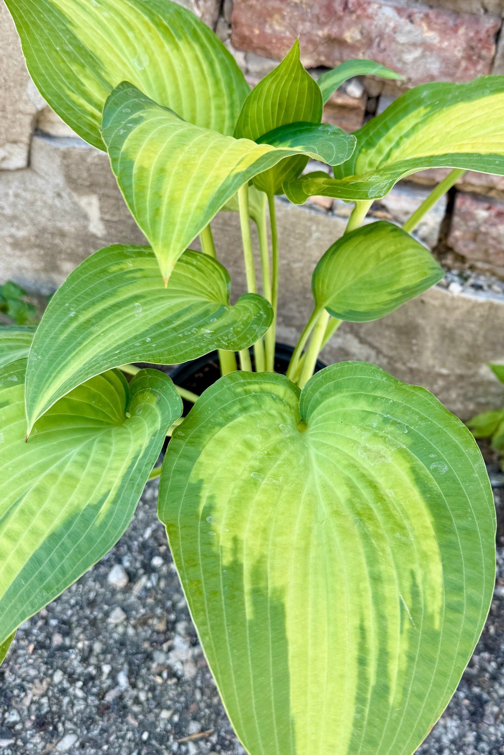 Hosta 'Paul's Glory' variegated leaves up close the middle of June ©Sprout Home