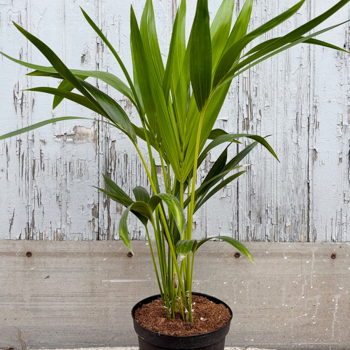 potting mix for kentia palm Howea "Kentia Palm" 6" at SPROUT HOME