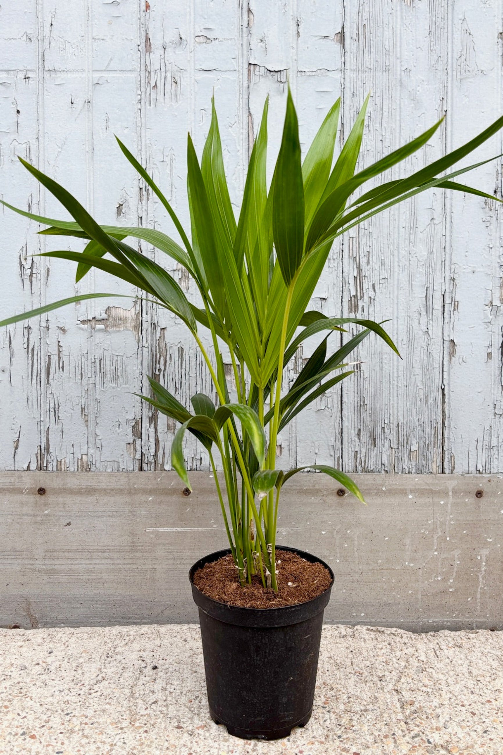 Front view of Howea forsteriana 'Kentia palm' in a 6 inch pot against a grey wall ©Sprout Home