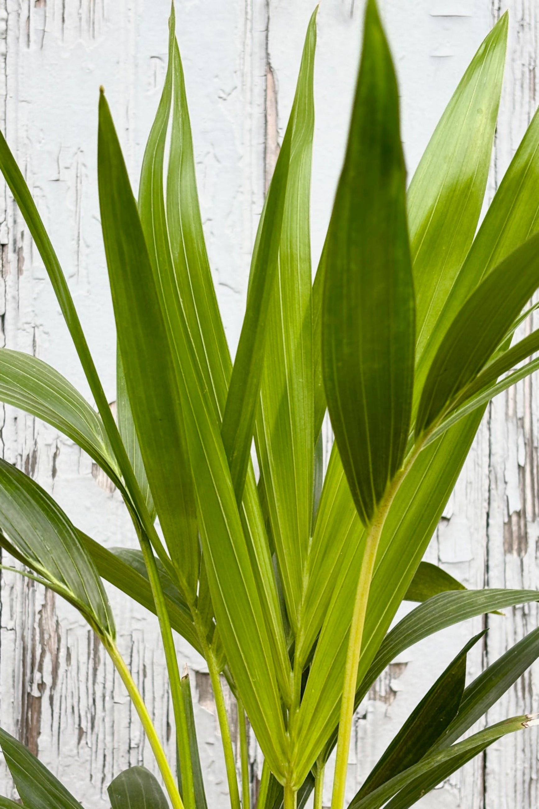 Close up of Howea forsteriana 'Kentia palm' fronds against a grey wall ©Sprout Home