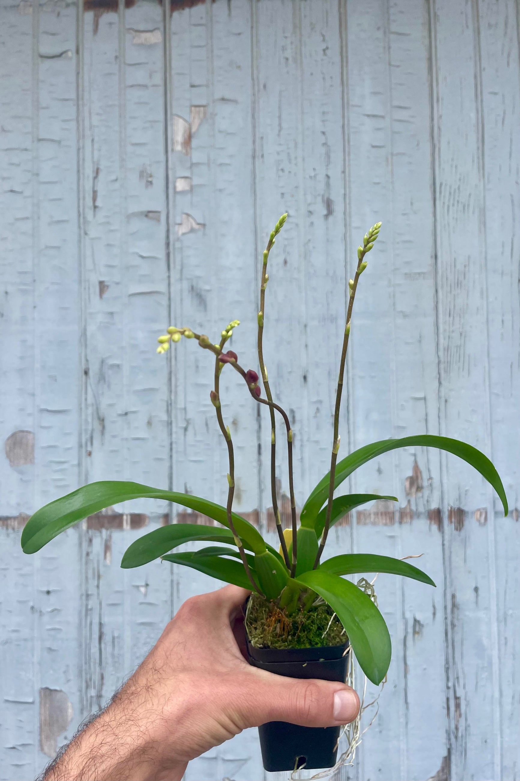Photo of a hand holding a plant in a black pot against a gray wall. The plant is a Howeara orchid with long narrow green leaves and flower spikes of flower buds which are starting to show some red color to them. ©Sprout Home