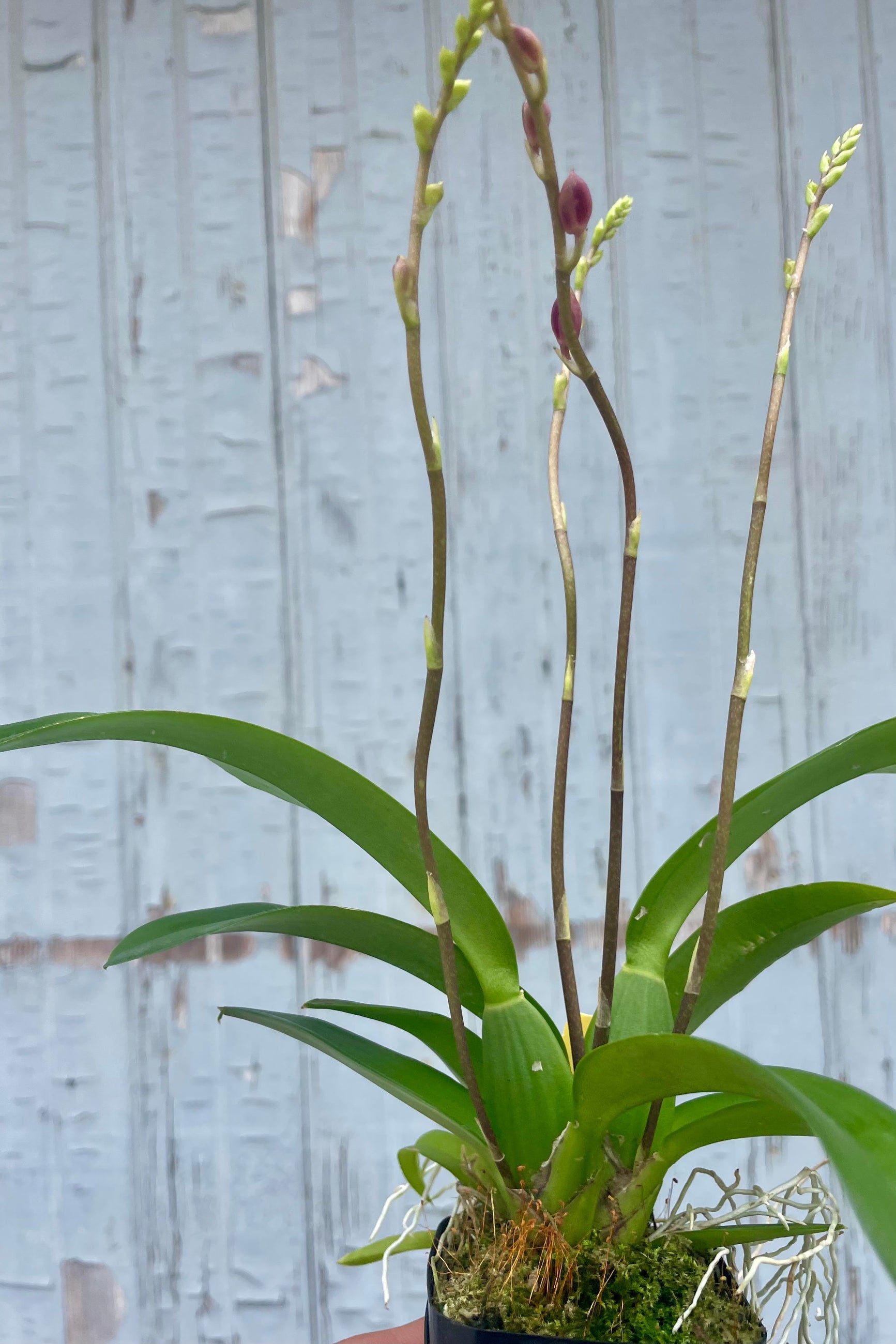 Photo of a plant in a black pot against a gray wall. The plant is a Howeara orchid with long narrow green leaves and flower spikes of flower buds which are starting to show some red color to them. ©Sprout Home