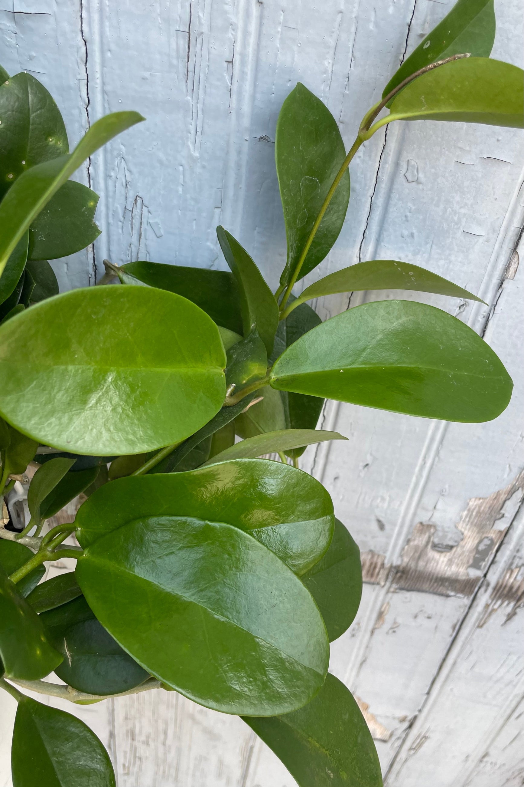 A detailed view of Hoya australis 8" against wooden backdrop ©Sprout Home ©Sprout Home