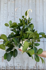A full view of a hand holding a hanging Hoya australis 8" against wooden backdrop 