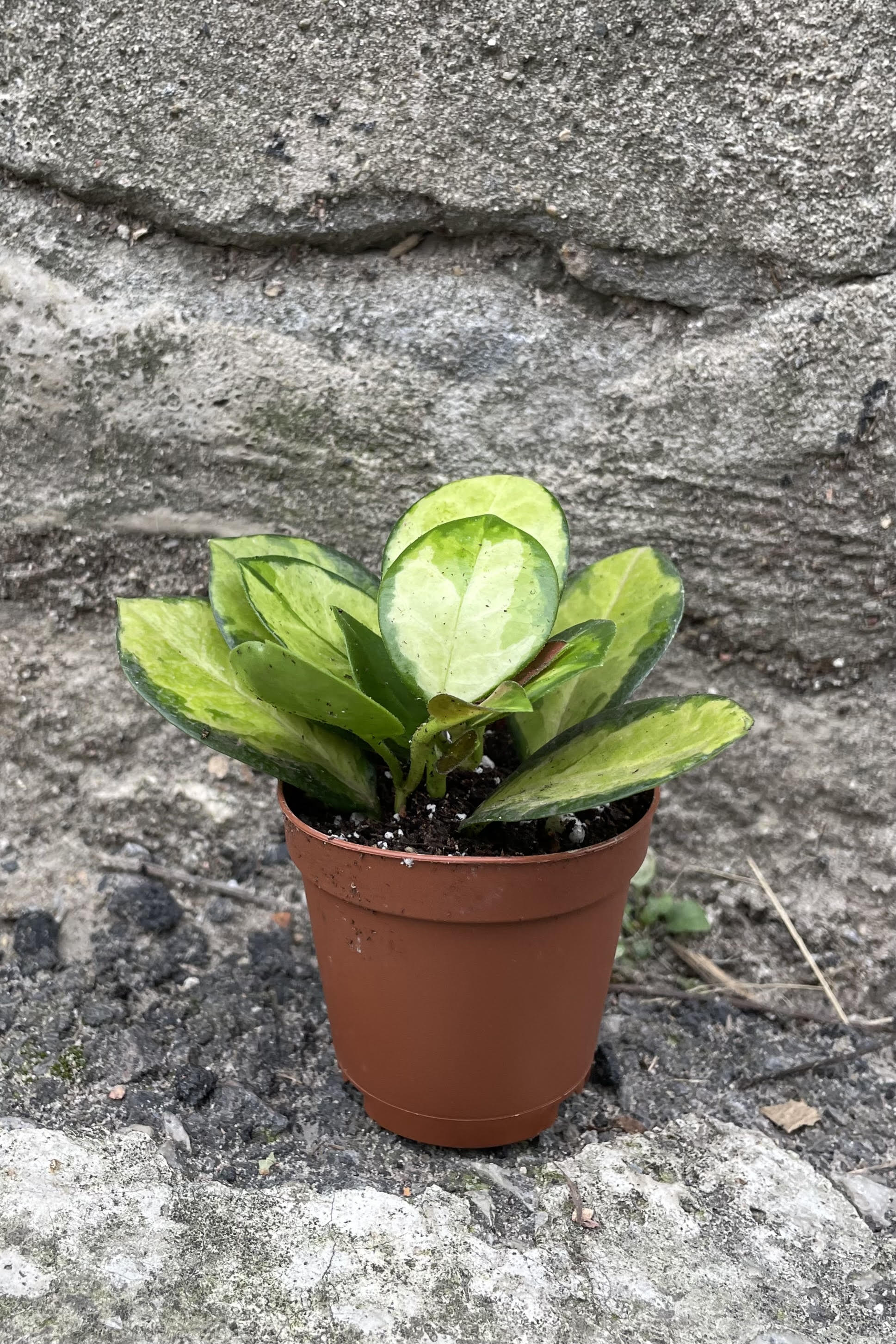 Photo of Hoya australis 'Lisa' waxflower plant in a clay colored pot against a cement wall.