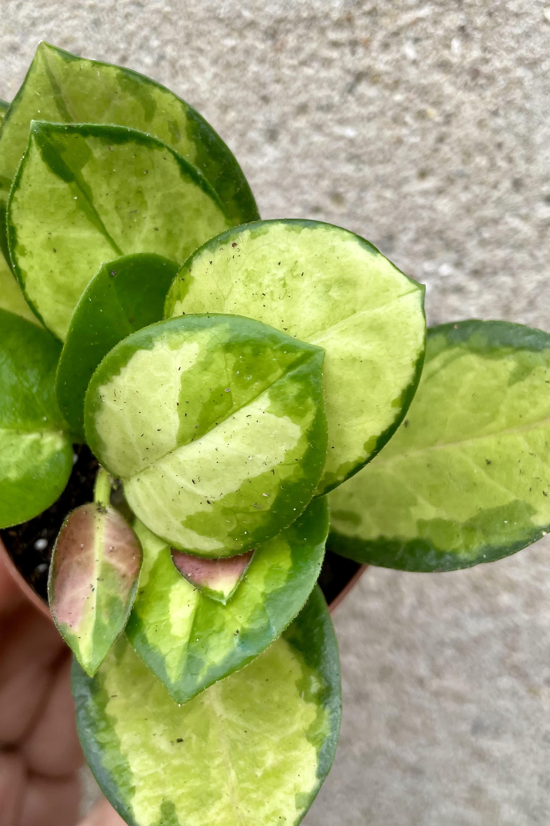 Close photo of colorful leaves of Hoya australis 'Lisa' against a cement wall.