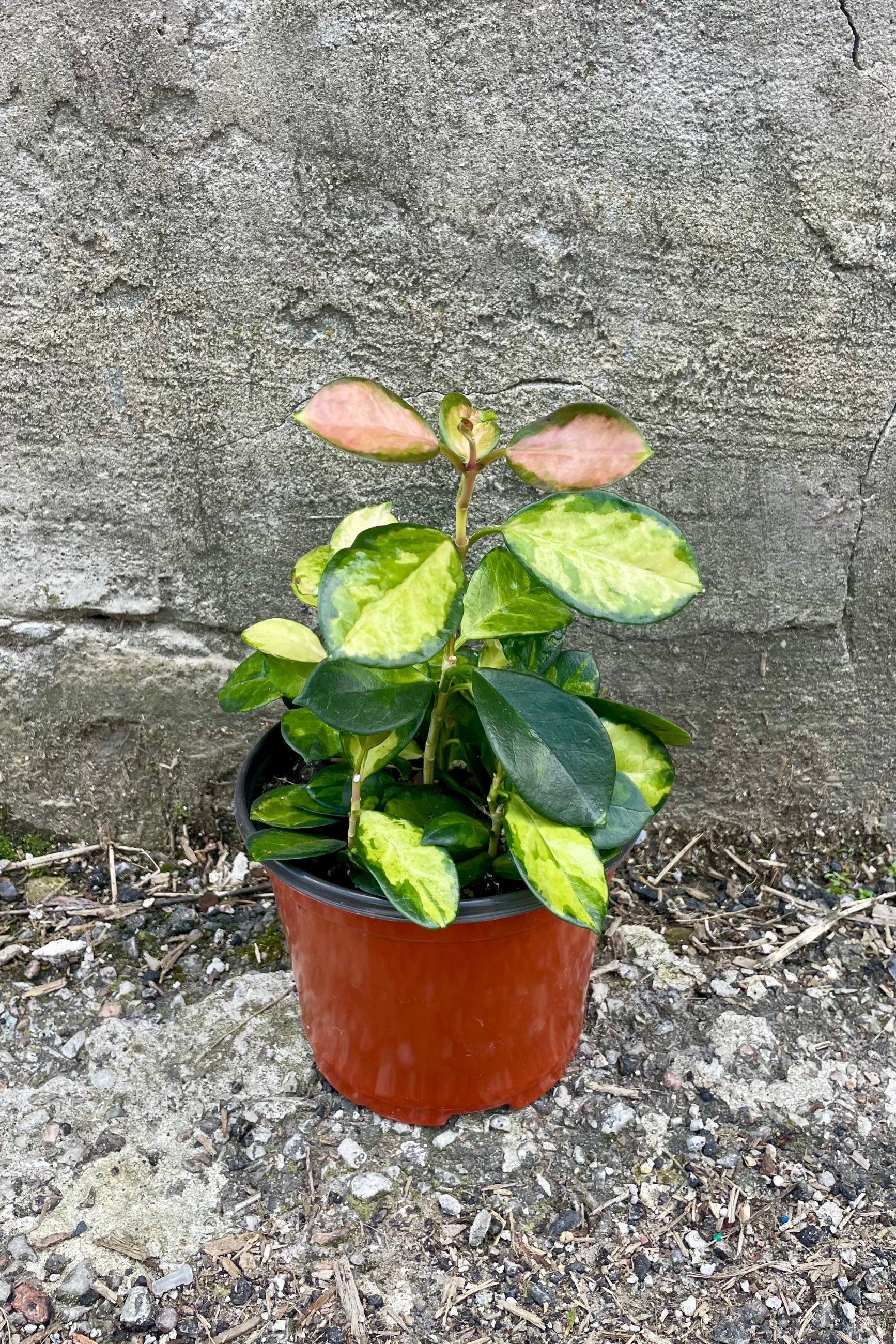 Photo of Hoya australis 'Lisa' in an orange pot against a cement wall. The plant has short vines extending upward that hold round leaves that are mottled green and yellow and new leaves at the tips have a pink blush. ©Sprout Home