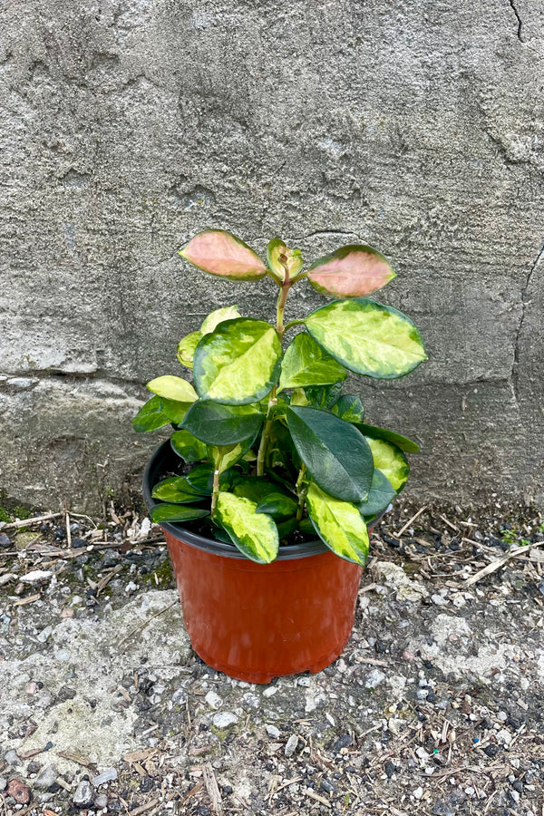 Photo of Hoya australis 'Lisa' in an orange pot against a cement wall. The plant has short vines extending upward that hold round leaves that are mottled green and yellow and new leaves at the tips have a pink blush.