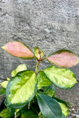 Photo of Hoya australis 'Lisa' against a cement wall. The plant has short vines extending upward that hold round leaves that are mottled green and yellow and new leaves at the tips have a pink blush.