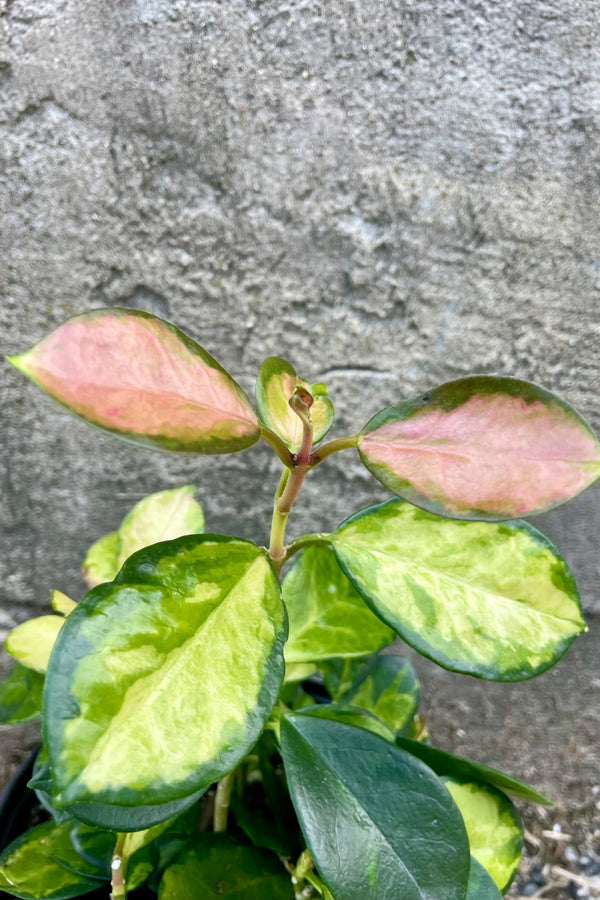 Photo of Hoya australis 'Lisa' against a cement wall. The plant has short vines extending upward that hold round leaves that are mottled green and yellow and new leaves at the tips have a pink blush.
