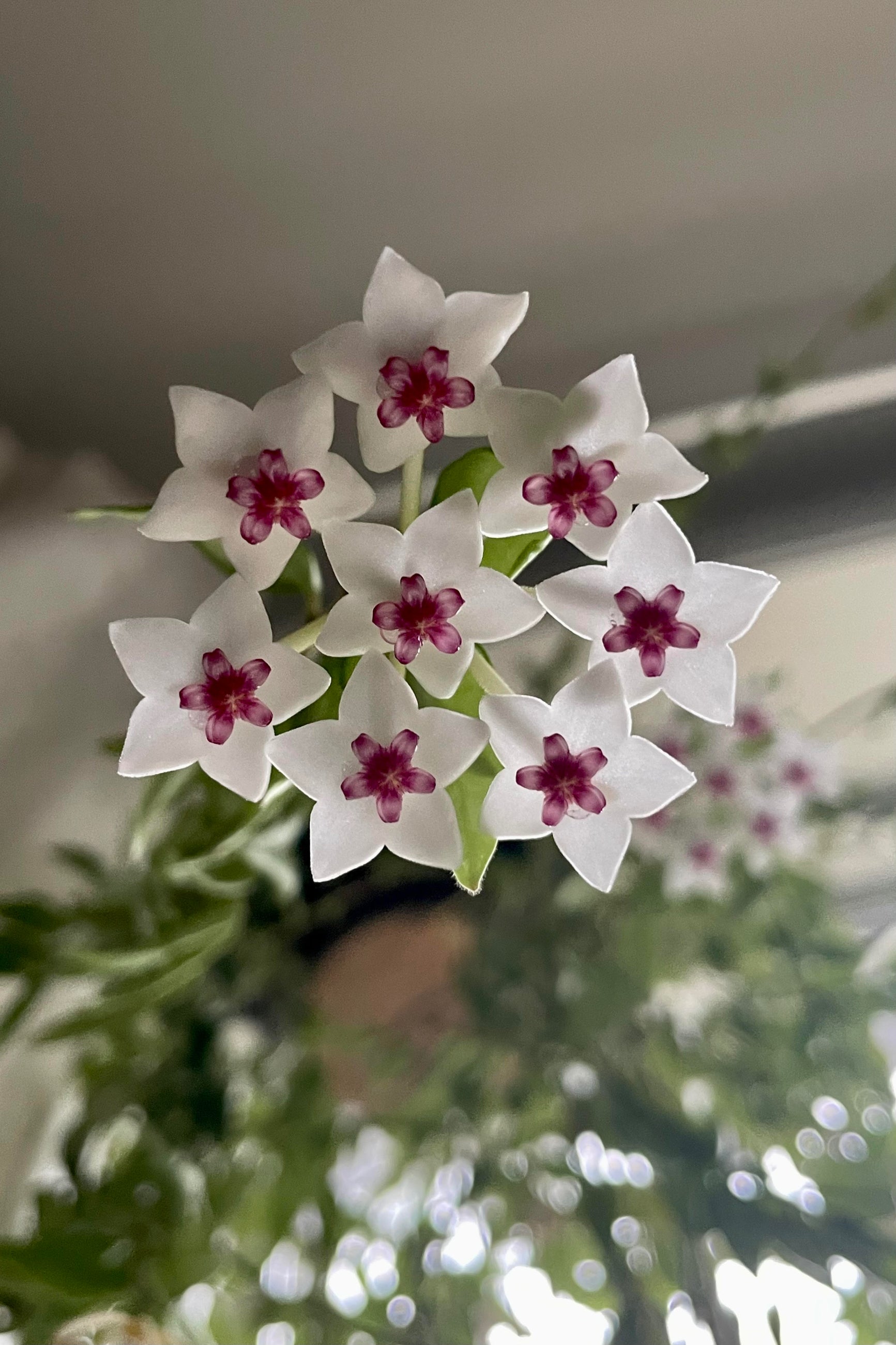 Photo of the flowers of Hoya lanceolata 'Bella' against a gray wall with sunlight behind. ©Sprout Home
