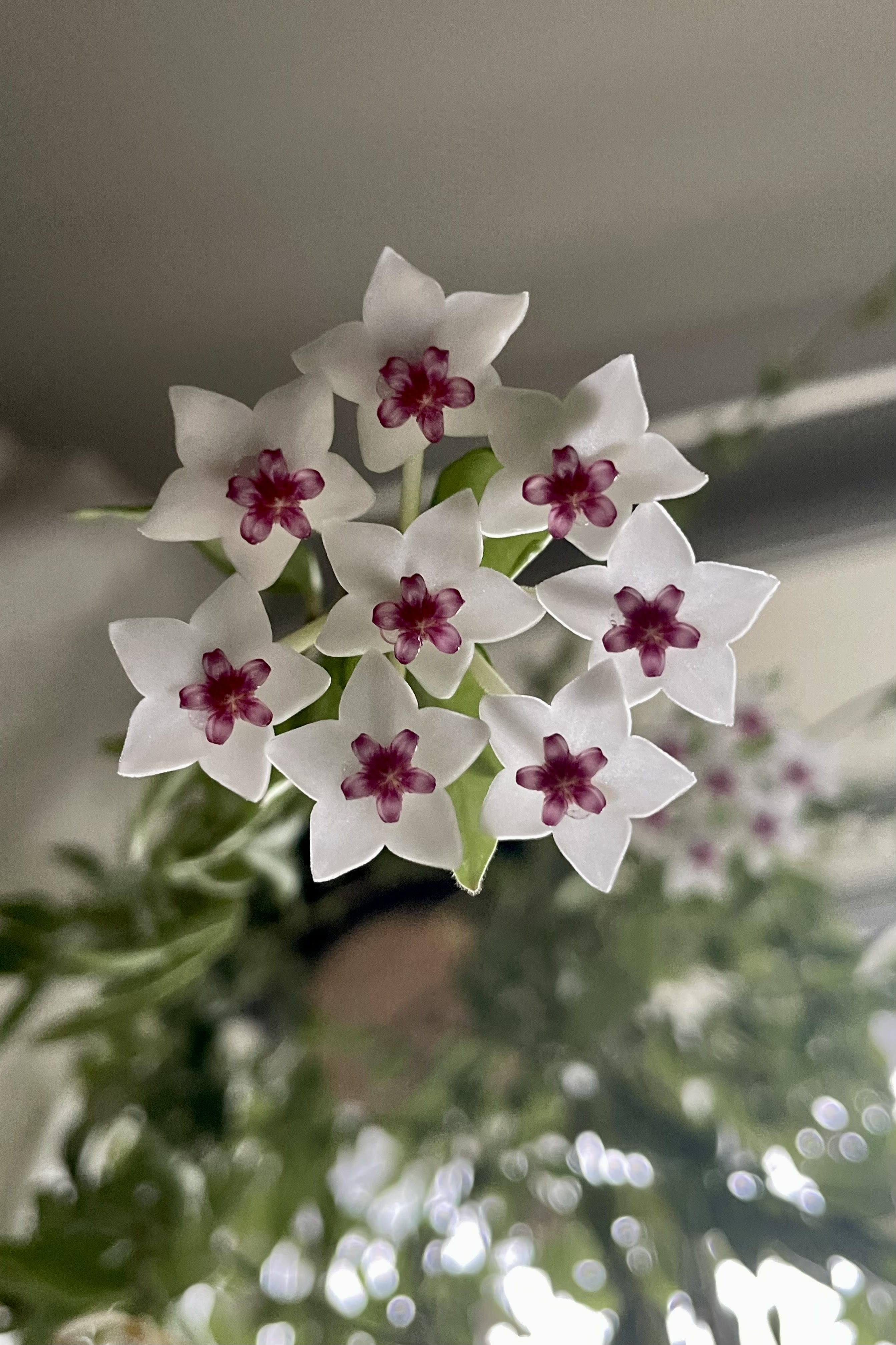 Photo of the flowers of Hoya lanceolata 'Bella' against a gray wall with sunlight behind.