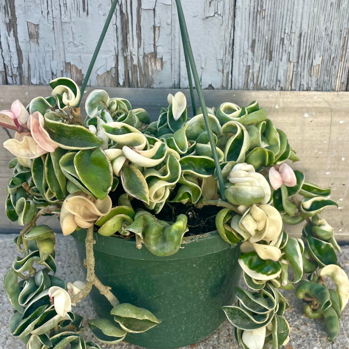 hoya money plant Hoya carnosa compacta 'Variegata' 8" at SPROUT HOME
