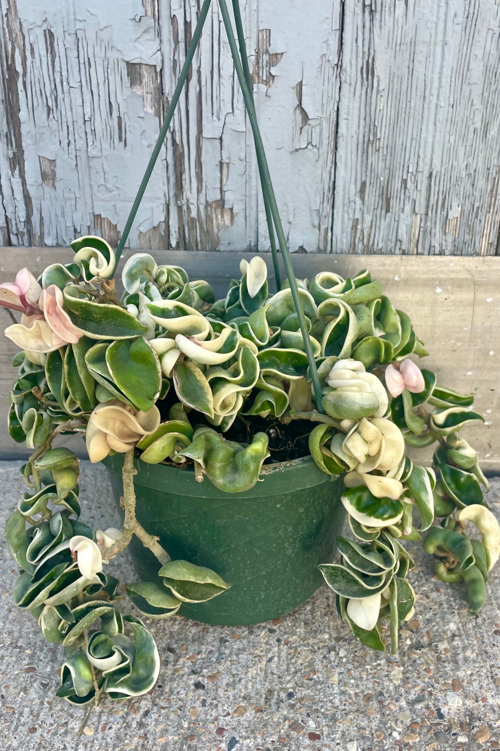 Photo of a Hoya carnosa compacta variegated in front of a gray wall ©Sprout Home