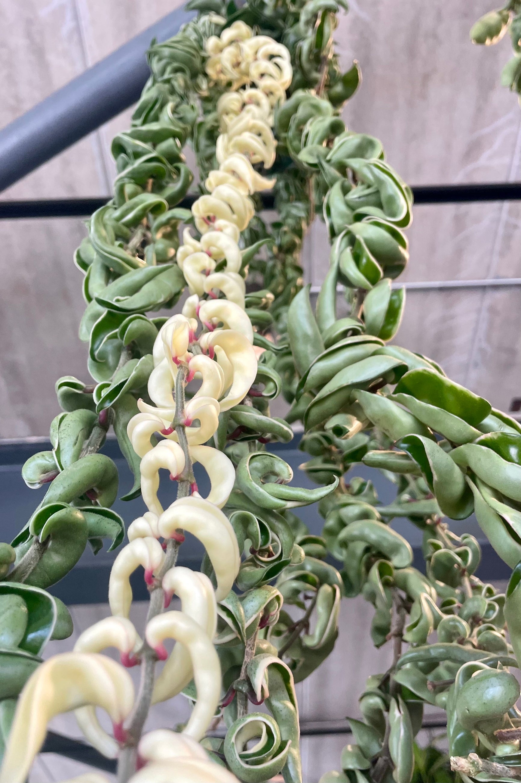 A close photo of curled Hoya leaves with a variegated stem ©Sprout Home