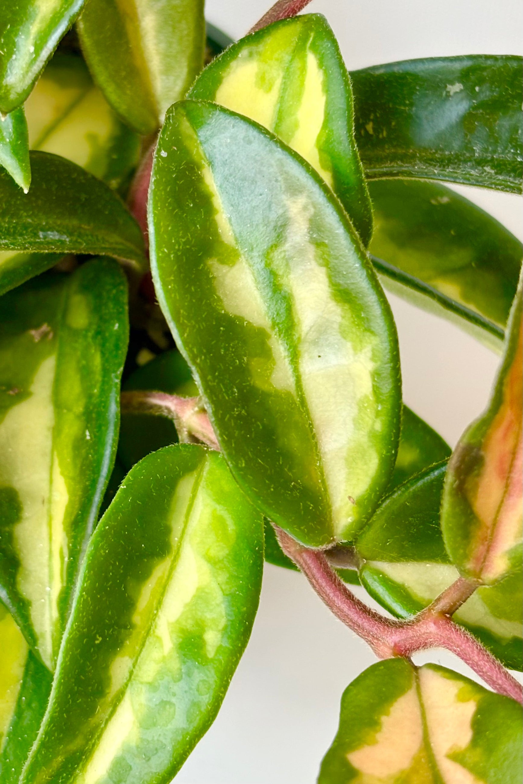 A close-up of the leaves of the Hoya carnosa 'Krimson Princess' plant, showing its waxy texture and green color with cream mottling. ©Sprout Home