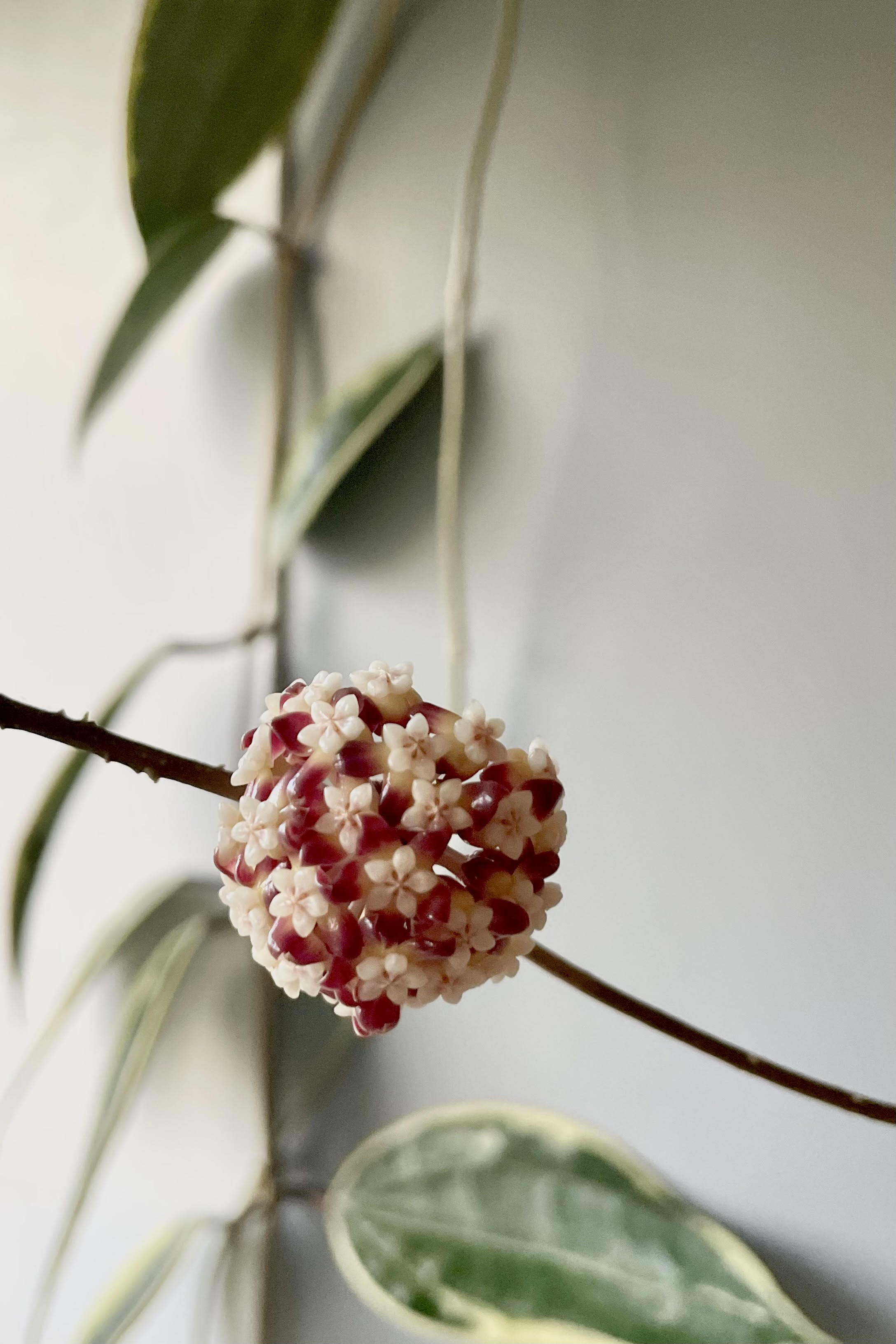 Photo of the flowers of Hoya callistophylla. Flowers are arranged in an umbell and are varying shades of pink.