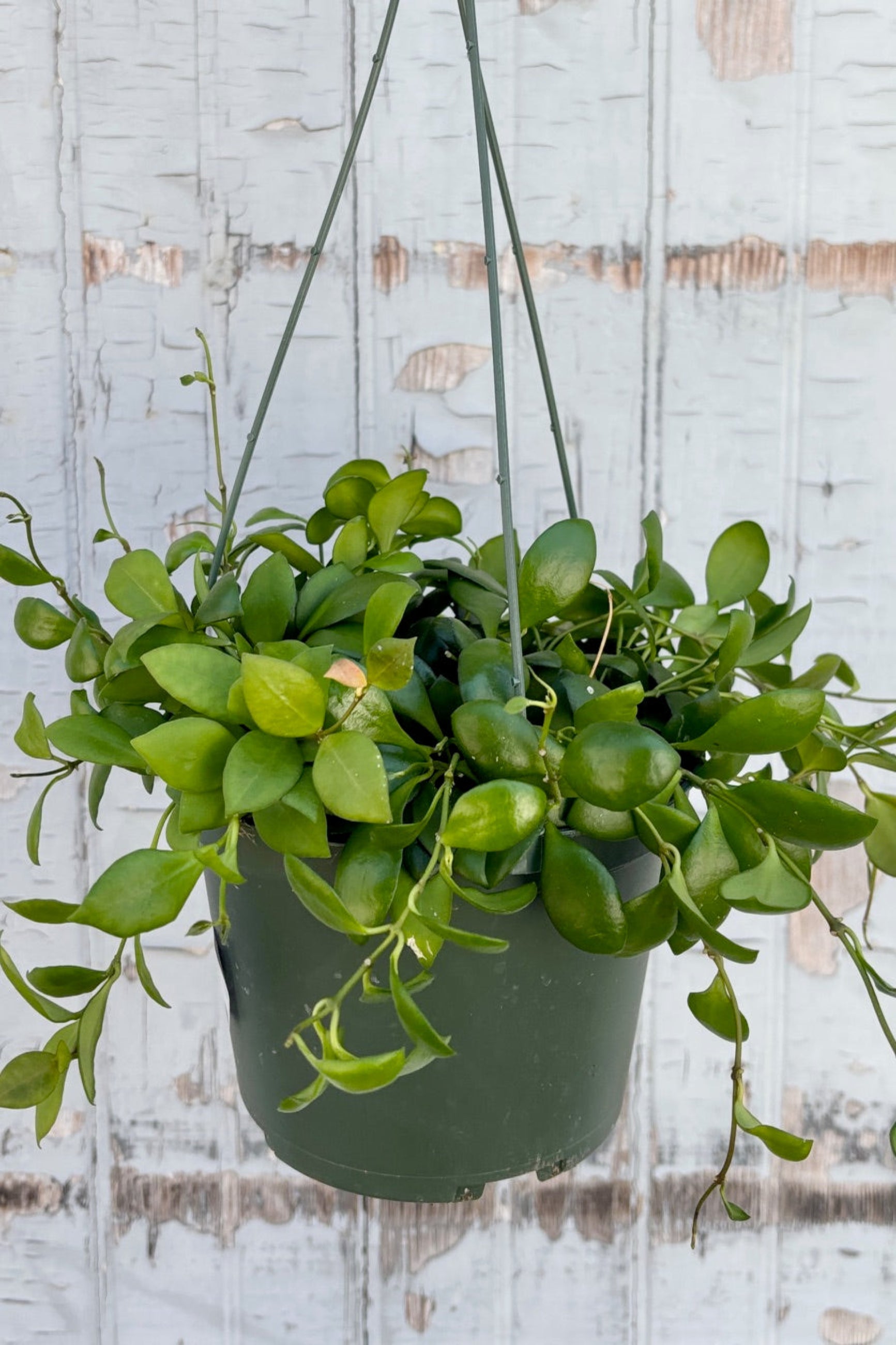 Hoya heuschkeliana in a 6" hanging pot against a grey wall ©Sprout Home 
