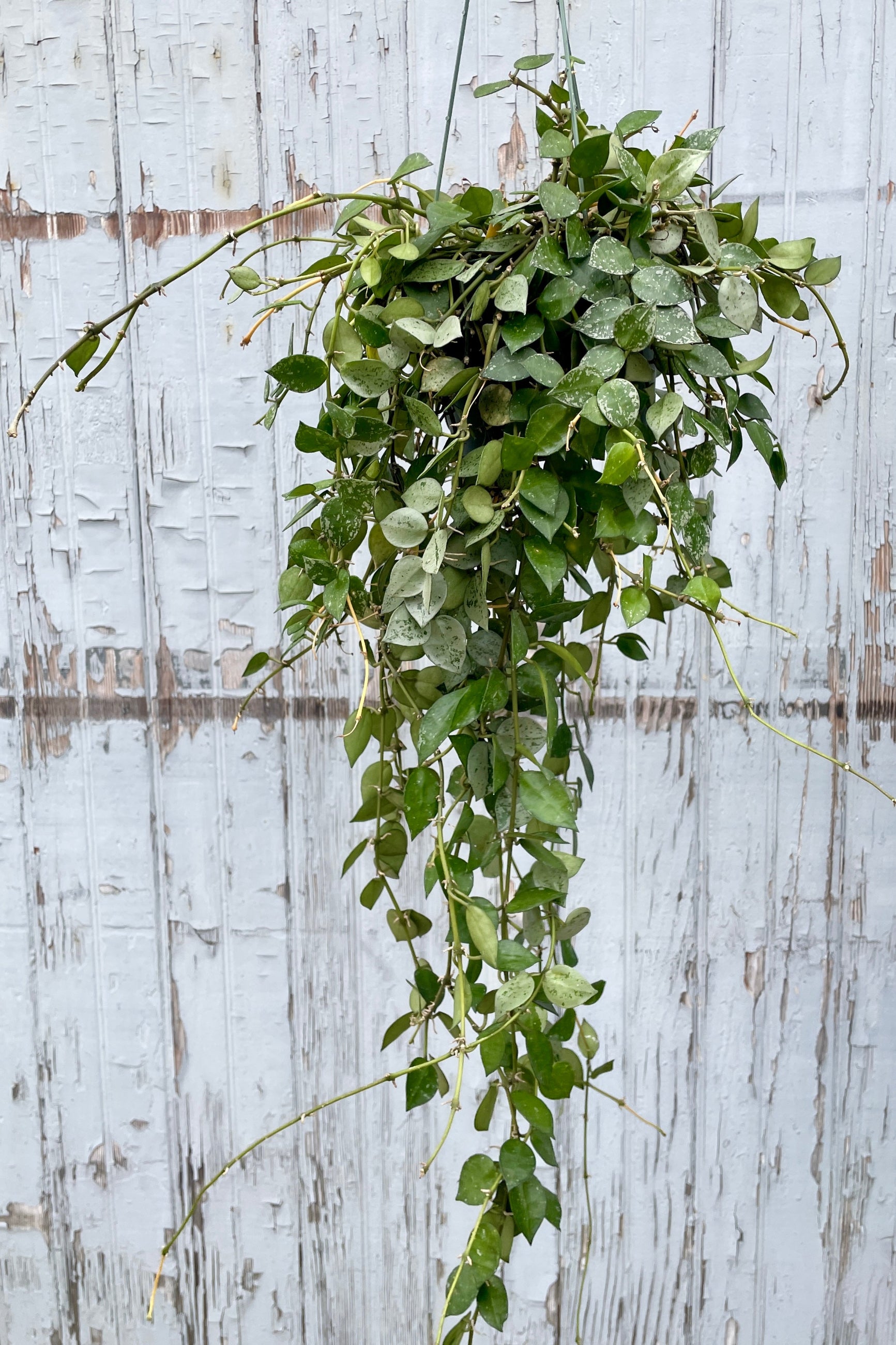Hoya 'Eskimo' in a 6" hanging pot against a gray wood wall at SPROUT HOME ©Sprout Home