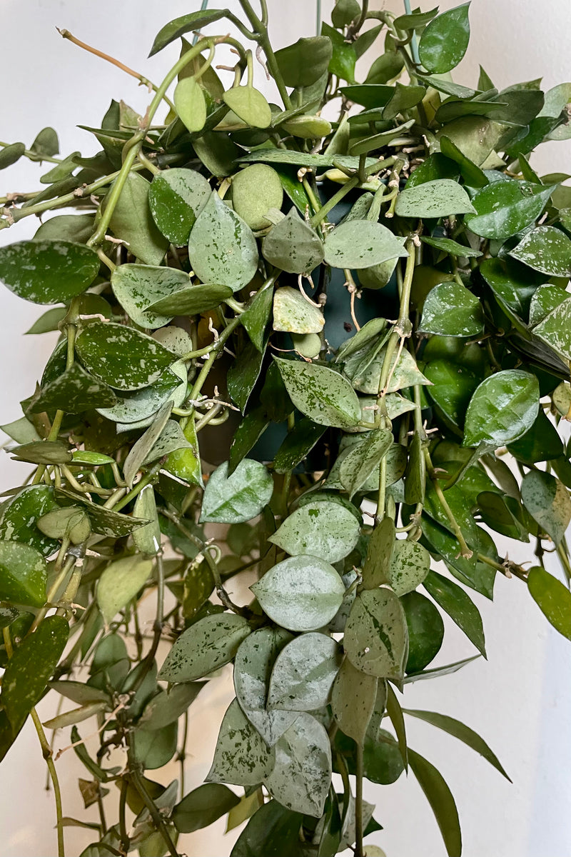 Photo of Hoya 'Eskimo' against a white wall. The plant has many dense vines of small round leaves which end in a point. The leaves are green and silver mottled.