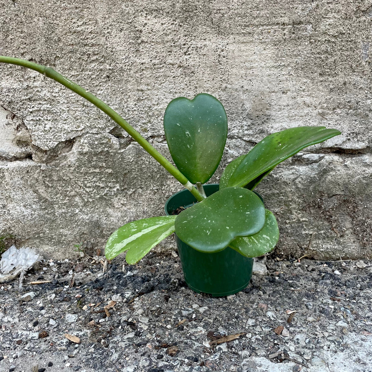 Hoya kerrii x 'Splash' 4" at SPROUT HOME