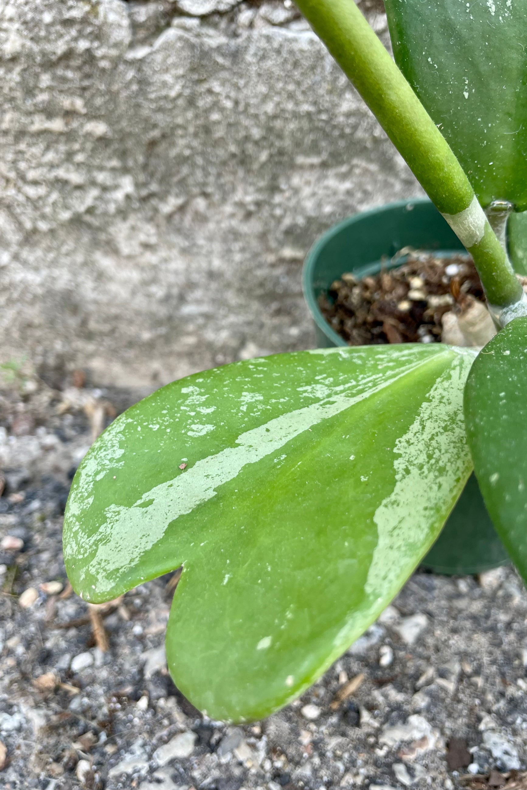 Close photo of heart-shaped speckled leaf of Hoya kerrii 'Splash' against a cement wall. ©Sprout Home