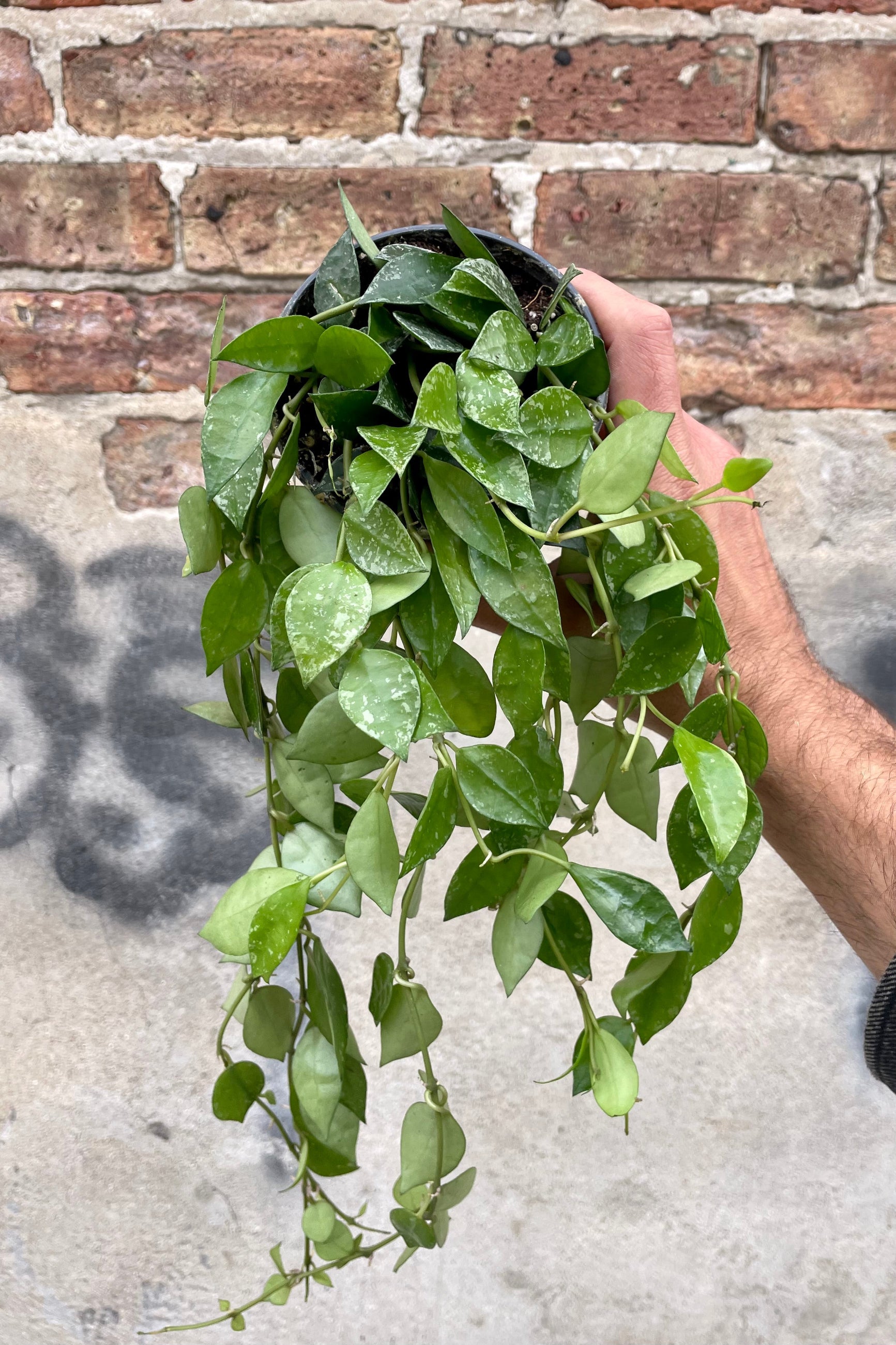 Photo of a hand holding a plant with small green leaves with spots of Hoya krohniana in a black nursery pot against a cement wall. ©Sprout Home