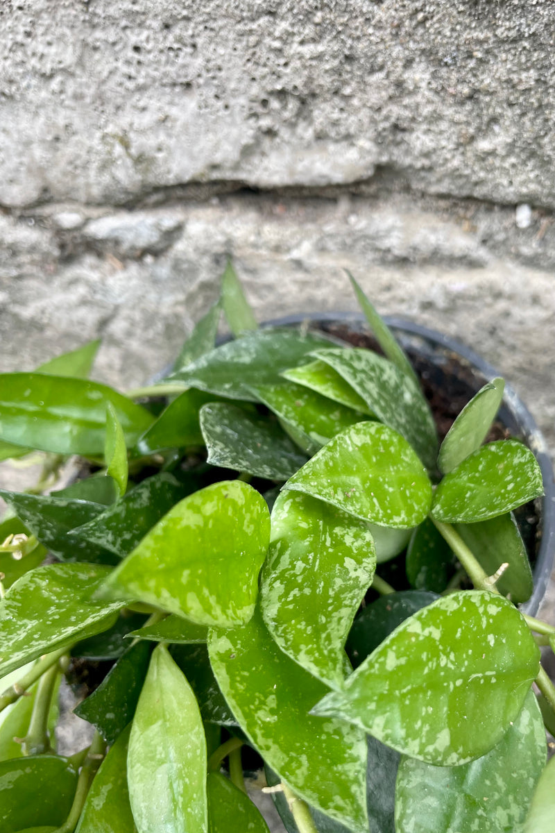 Close photo of spotted green leaves of Hoya krohniana vining plant against a cement wall.