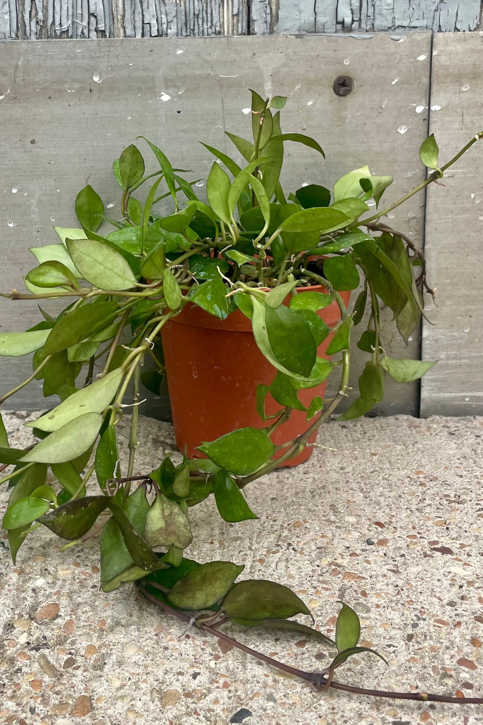 Photo of a plant with vines and thick short leaves in front of a wooden wall ©Sprout Home