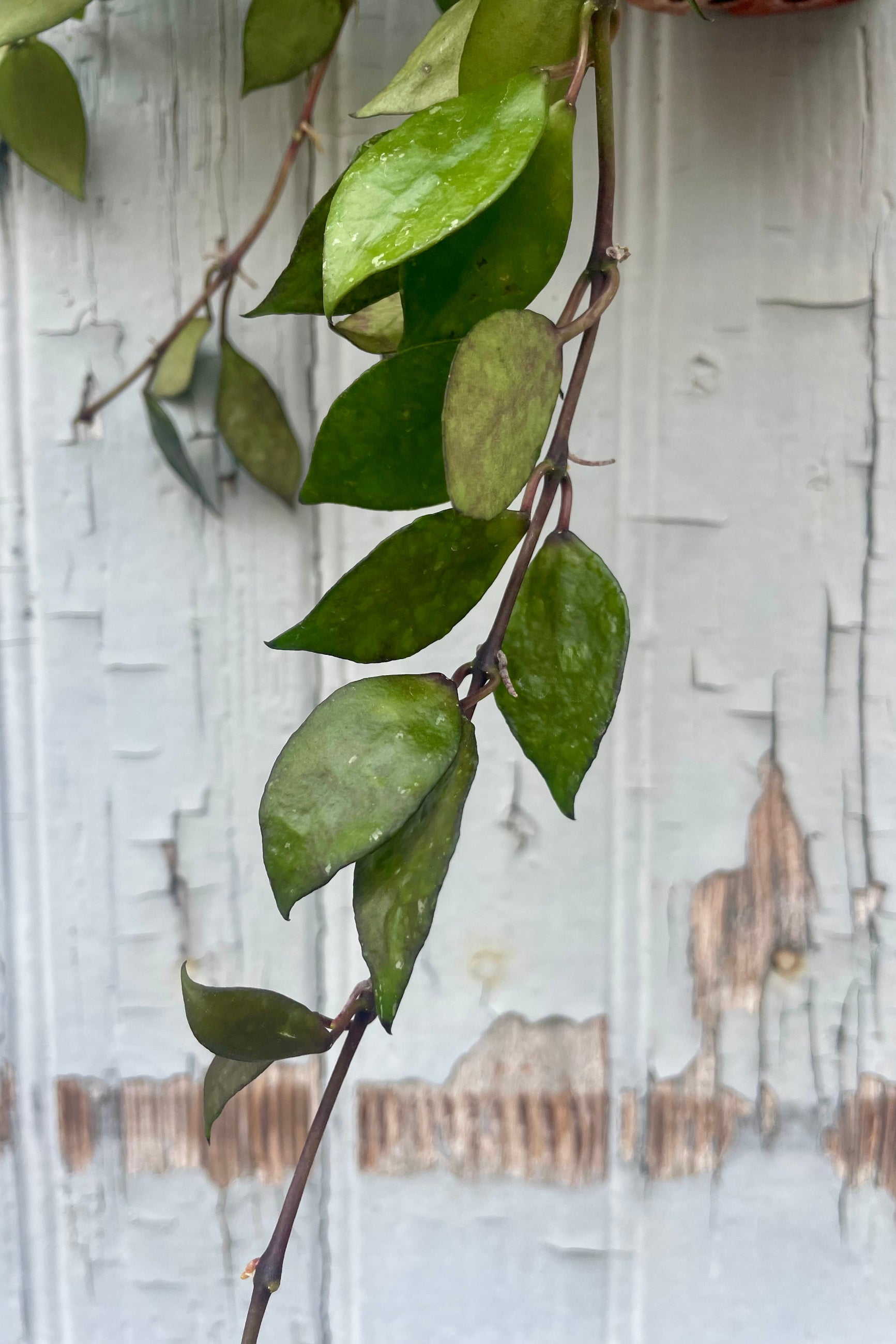 Close photo of leaves of Hoya khroniana 'Black' ©Sprout Home