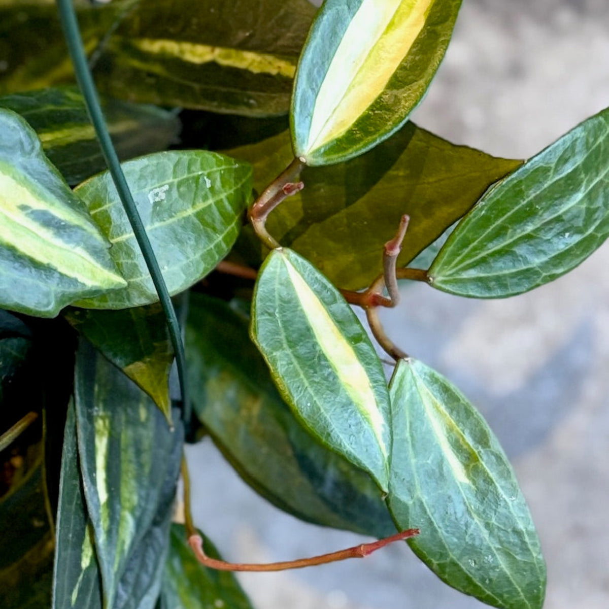 hoya plant pot Hoya latifolia 'Pot of Gold' | Variegated Hoya Plant