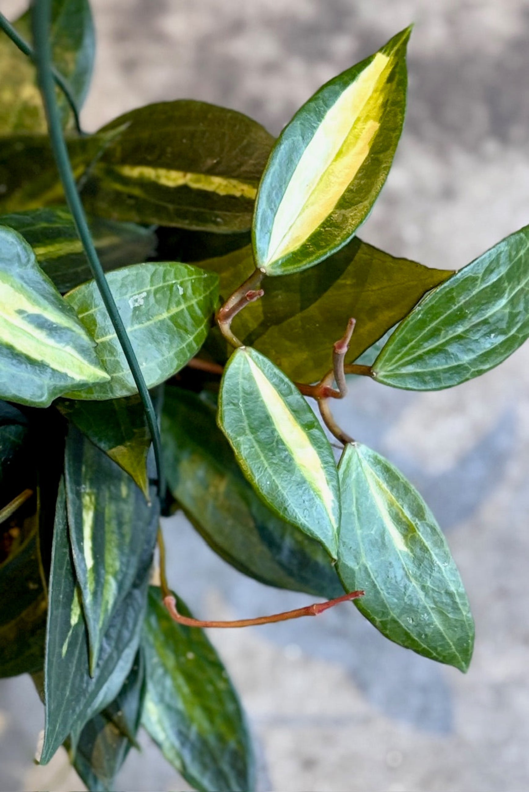 Close up of Hoya latifolia 'Pot of Gold' in a hanging basket ©Sprout Home