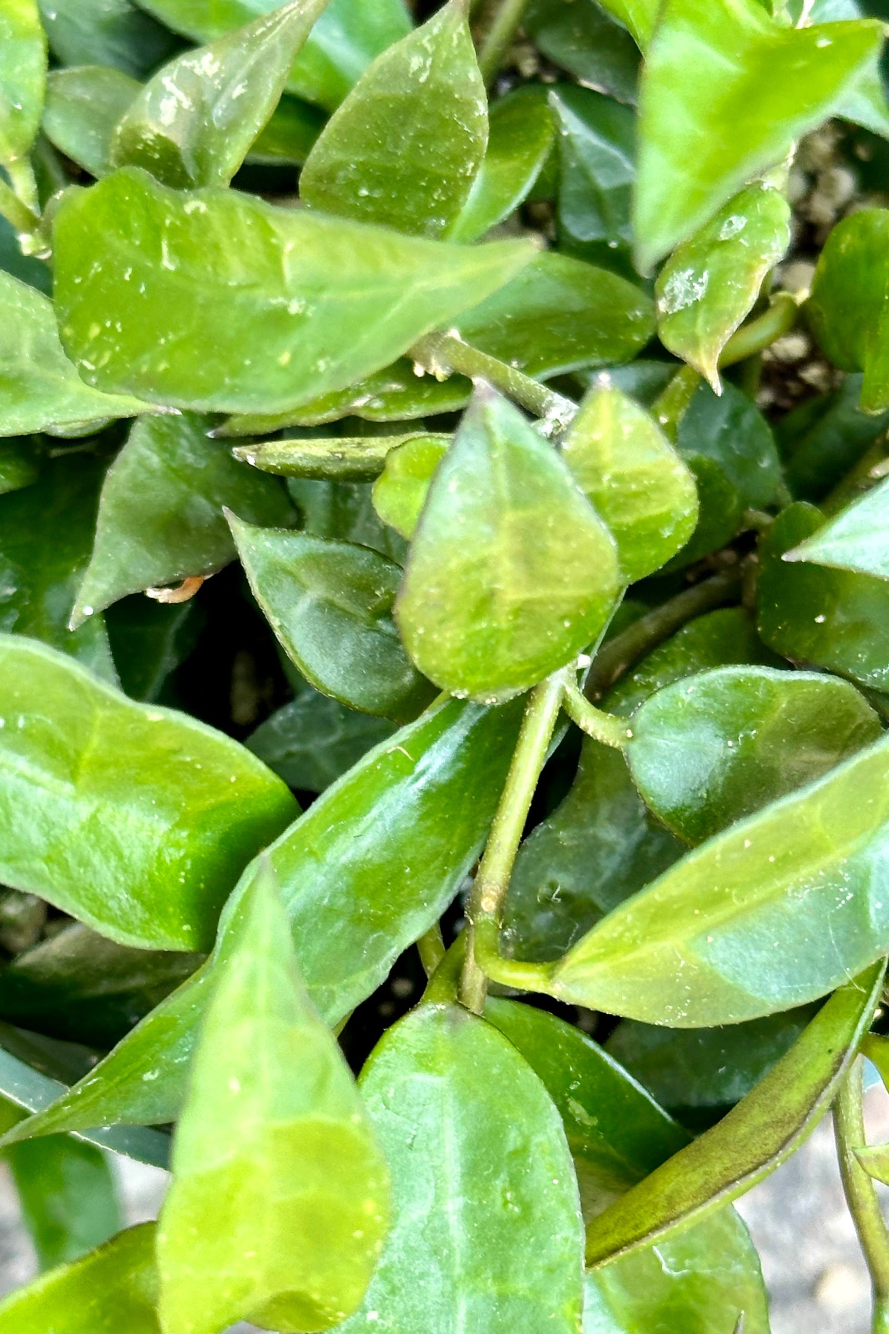 The lance shaped thick leaves of the Hoya lacunas at Sprout Home.  ©Sprout Home 