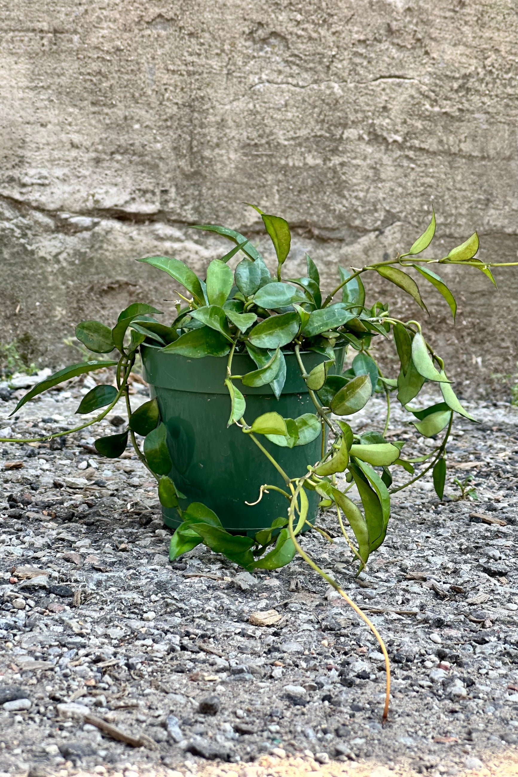 Hoya lacunosa in a 4" growers pot against a concrete wall viewed from the side with its trailing limbs.  ©Sprout Home