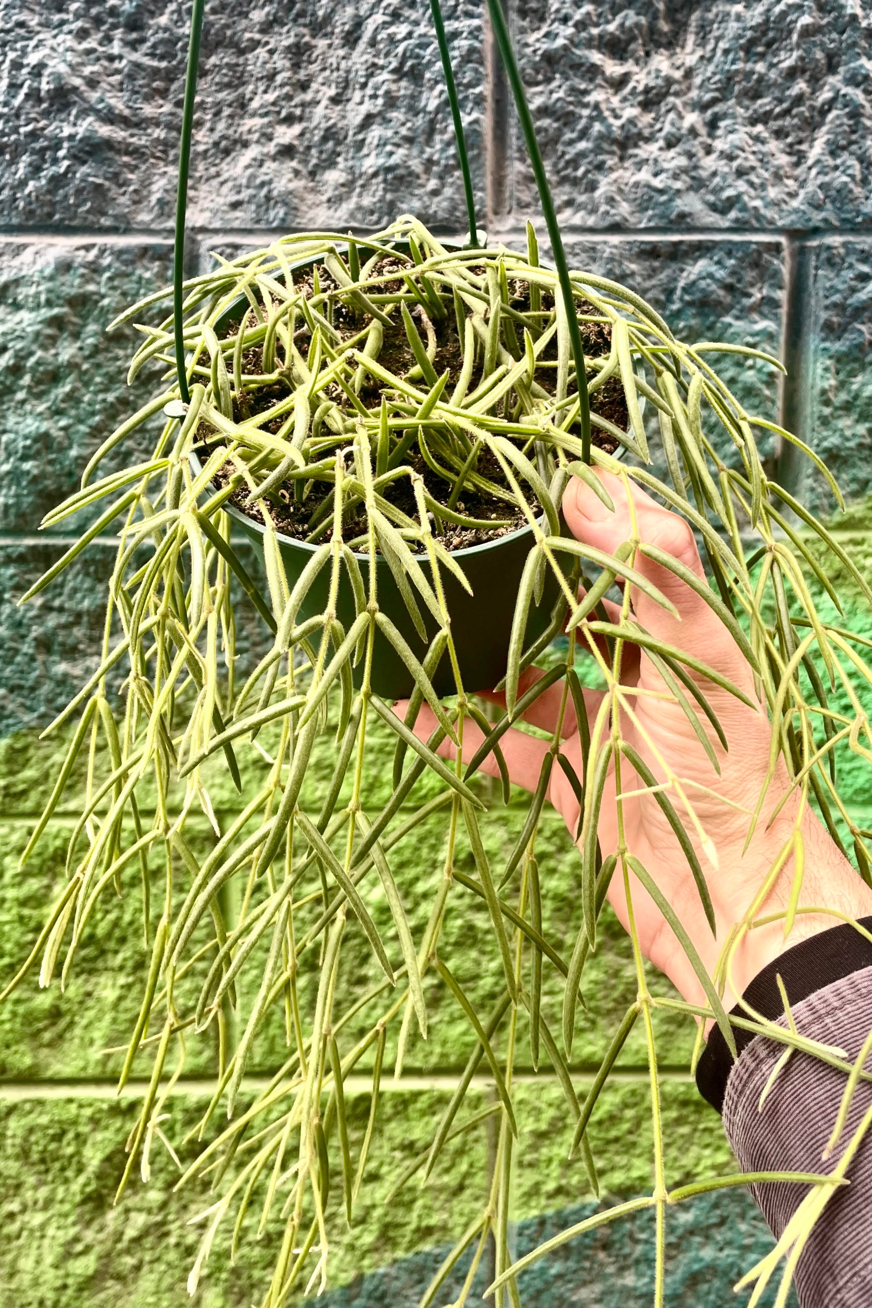 Hoya linearis 6
