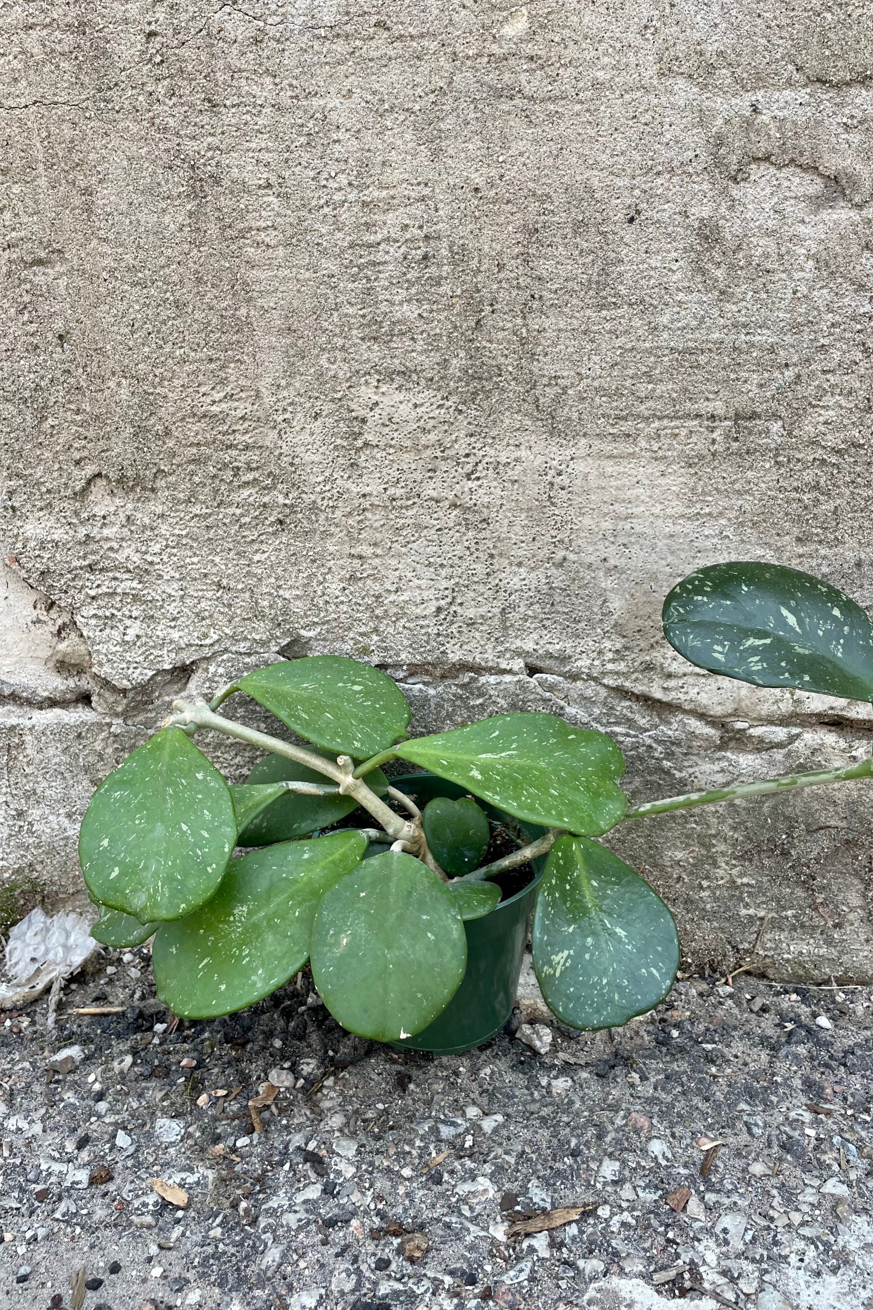 Photo of Hoya obovata 'Splash' in a nursery pot against a cement wall with vines and leaves. ©Sprout Home 