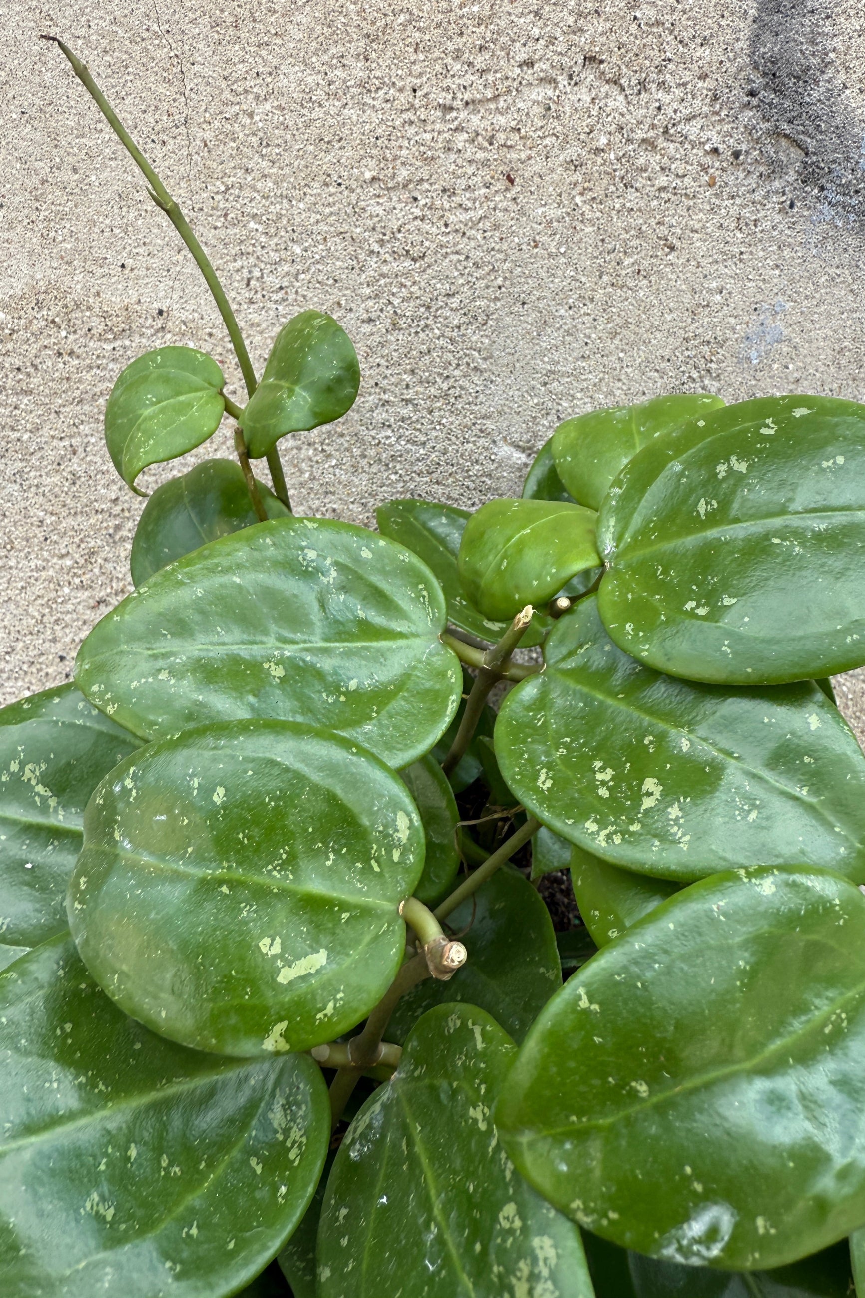 Hoya parasitica plant leaves on a concrete surface ©Sprout Home
