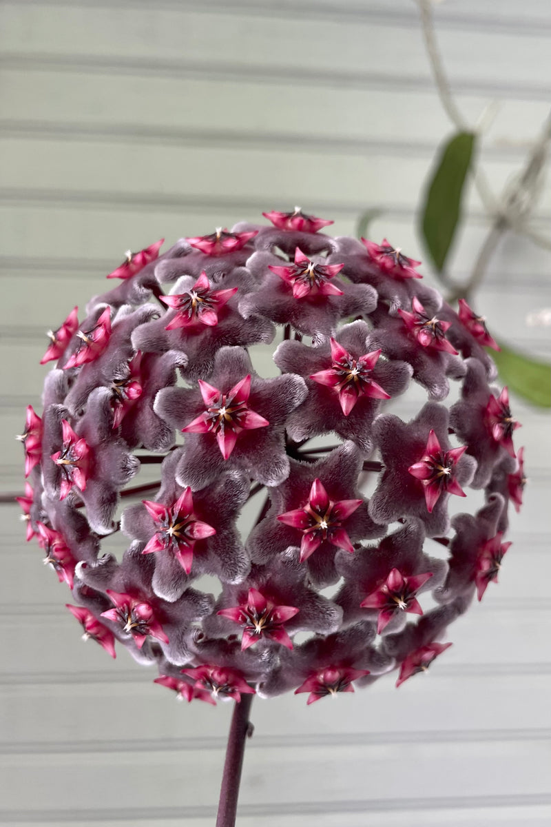 The fuzzy maroon and pink blooms of the Hoya pubicalyx