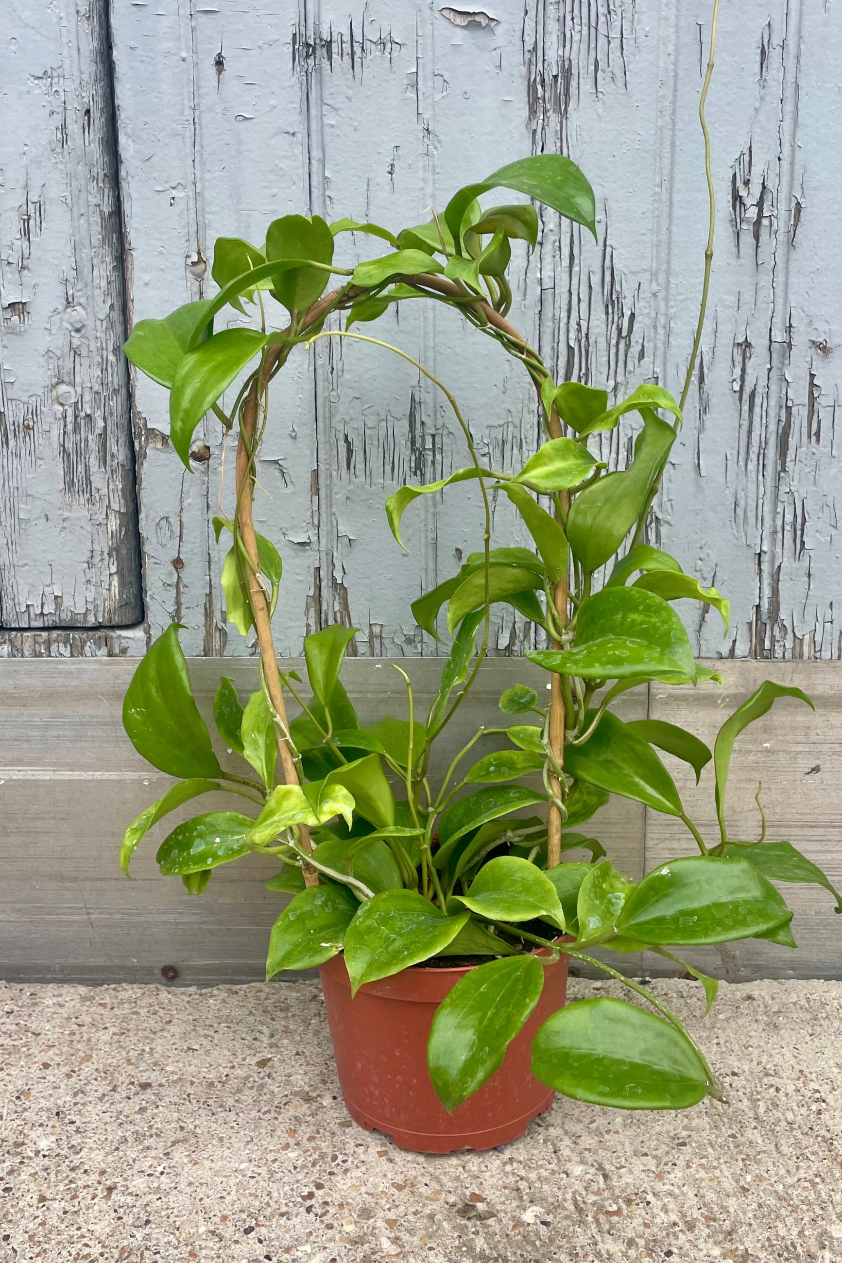 Photo of a vine with green leaves on a hoop in front of a wooden wall ©Sprout Home