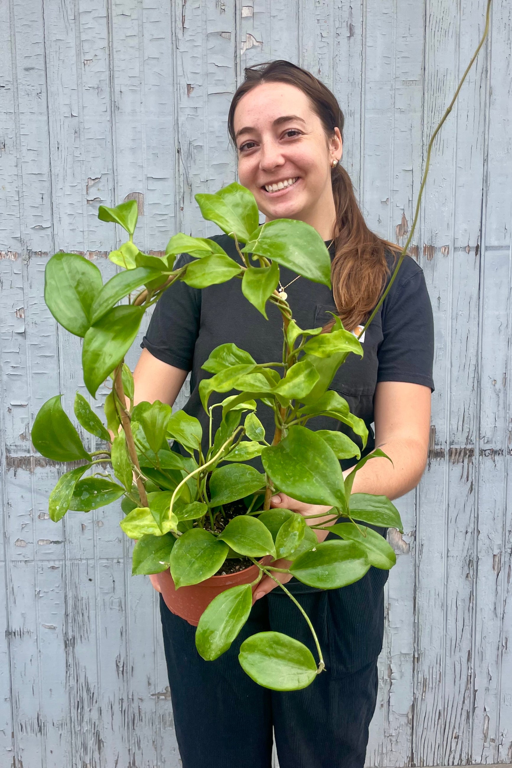 Photo of a person holding a vine with green leaves on a hoop in front of a wooden wall ©Sprout Home