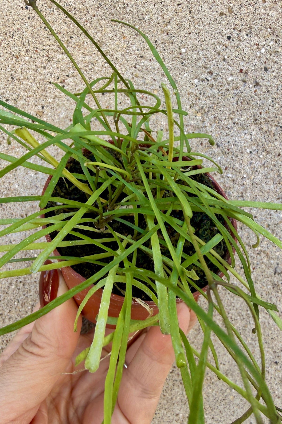 Hoya retusa 2.5"with long, slender leaves held in a person's hand against a sandy concrete background. ©Sprout Home