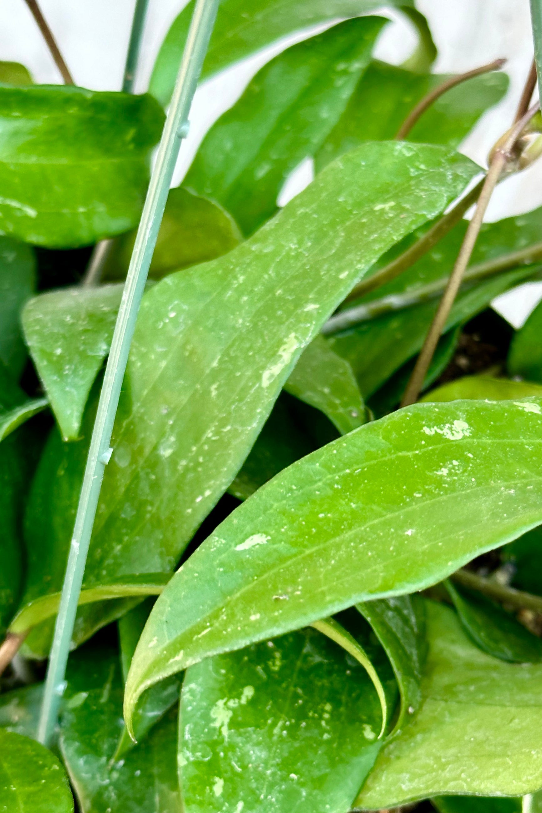 The thick lance shaped leaves of the Hoya rigida up close.  ©Sprout Home 