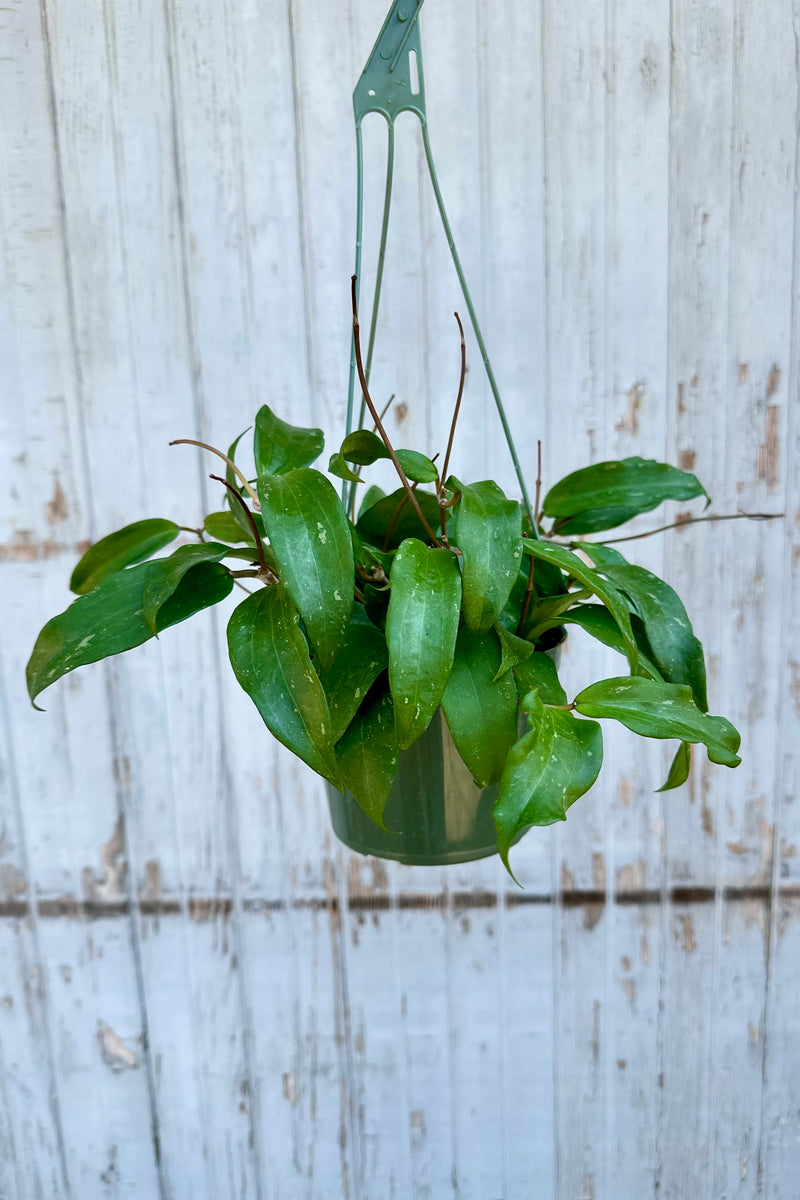 Hoy rigida in a 6" growers pot being held against a wood wall 