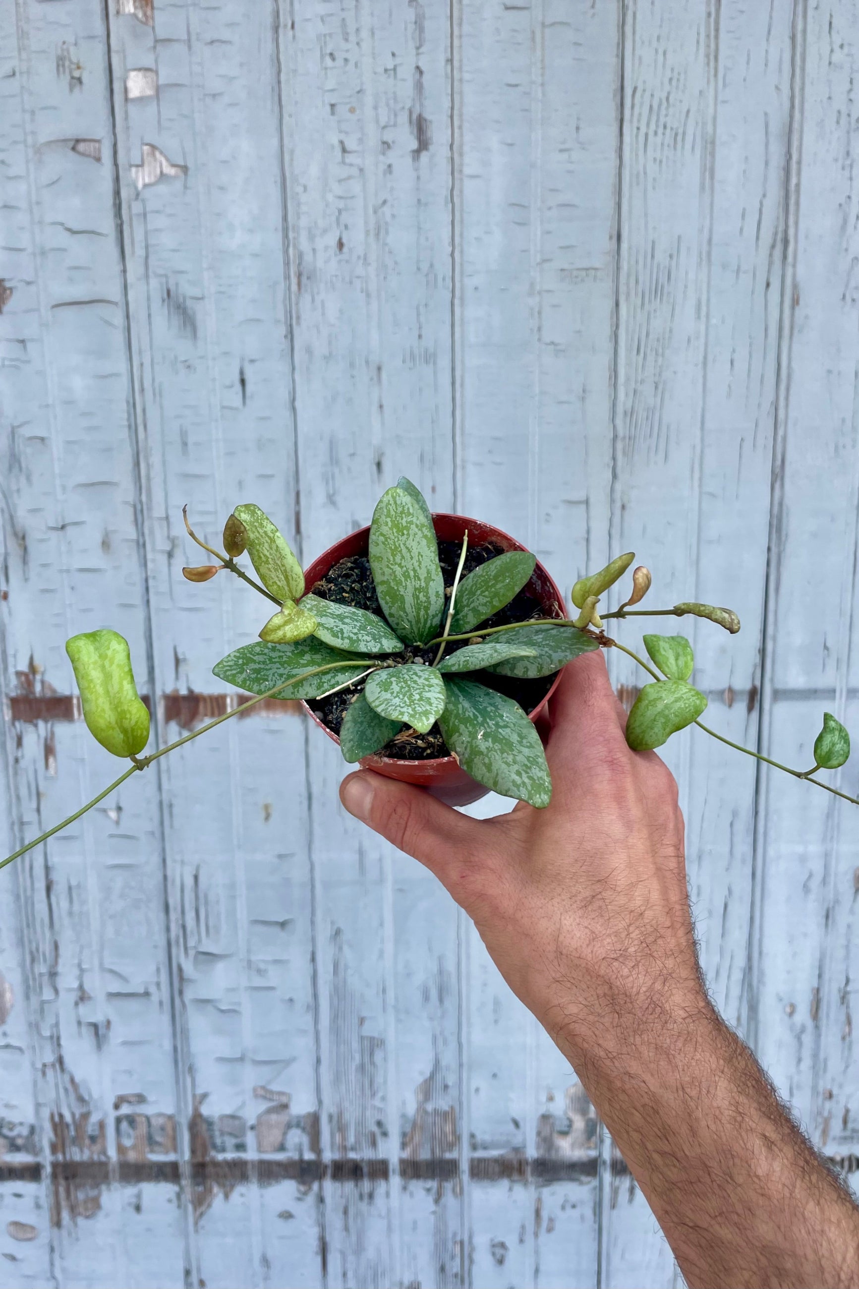 Hand holding a potted plant against a wooden background. Hoya sigillatis ©Sprout Home