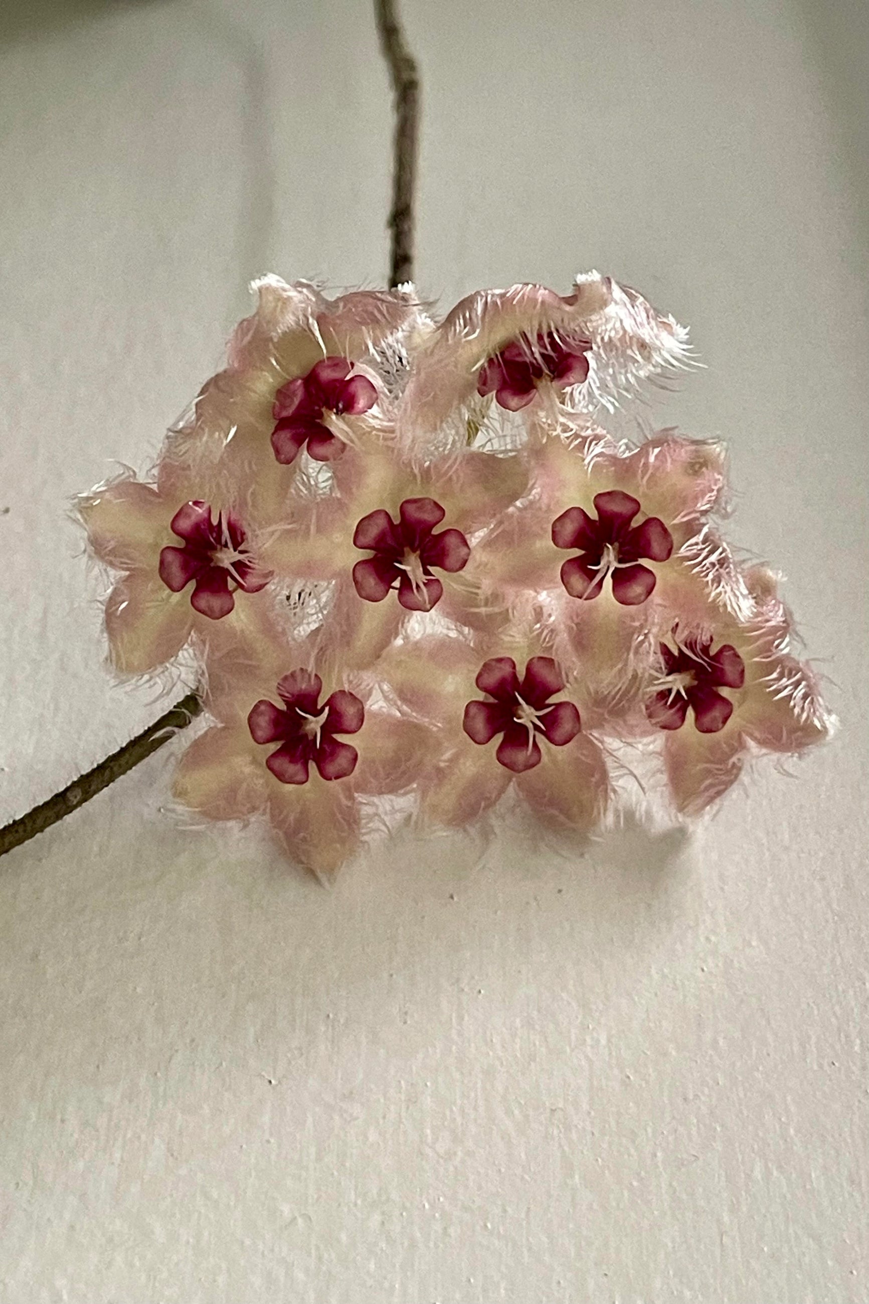 Photo of the flowers of Hoya caudata 'Sumatra' against a gray wall. ©Sprout Home